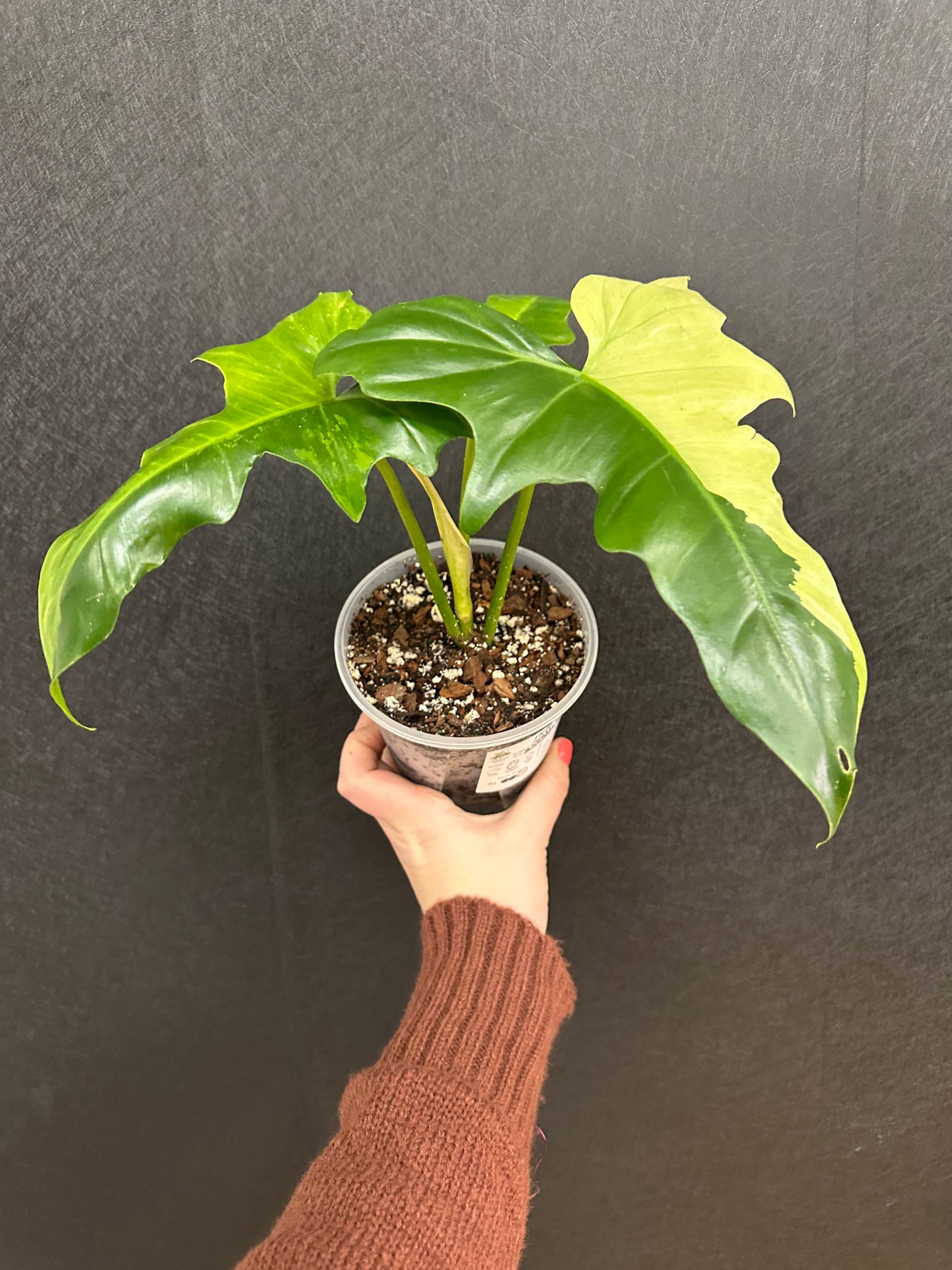 Philodendron Golden Dragon, Variegated