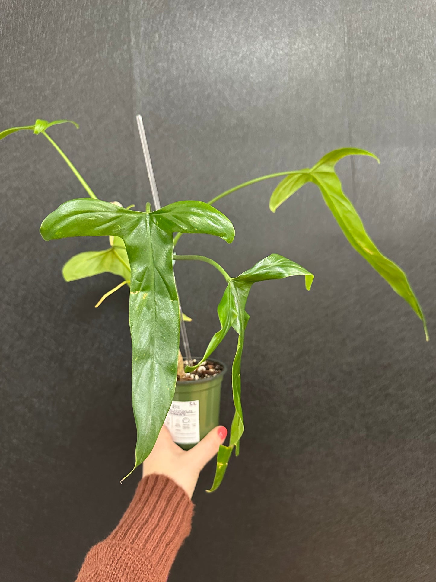 Philodendron Holtonianum 4in