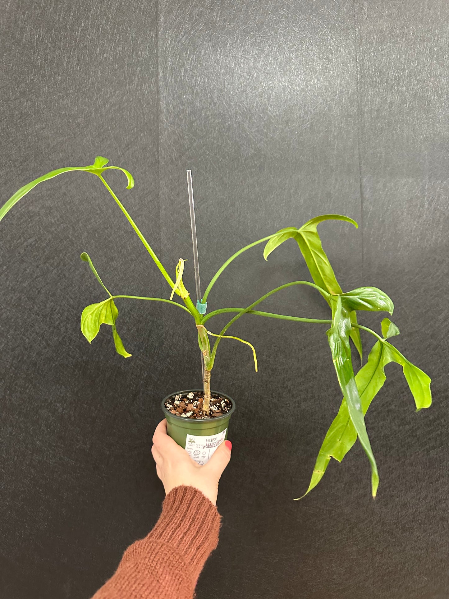 Philodendron Holtonianum 4in