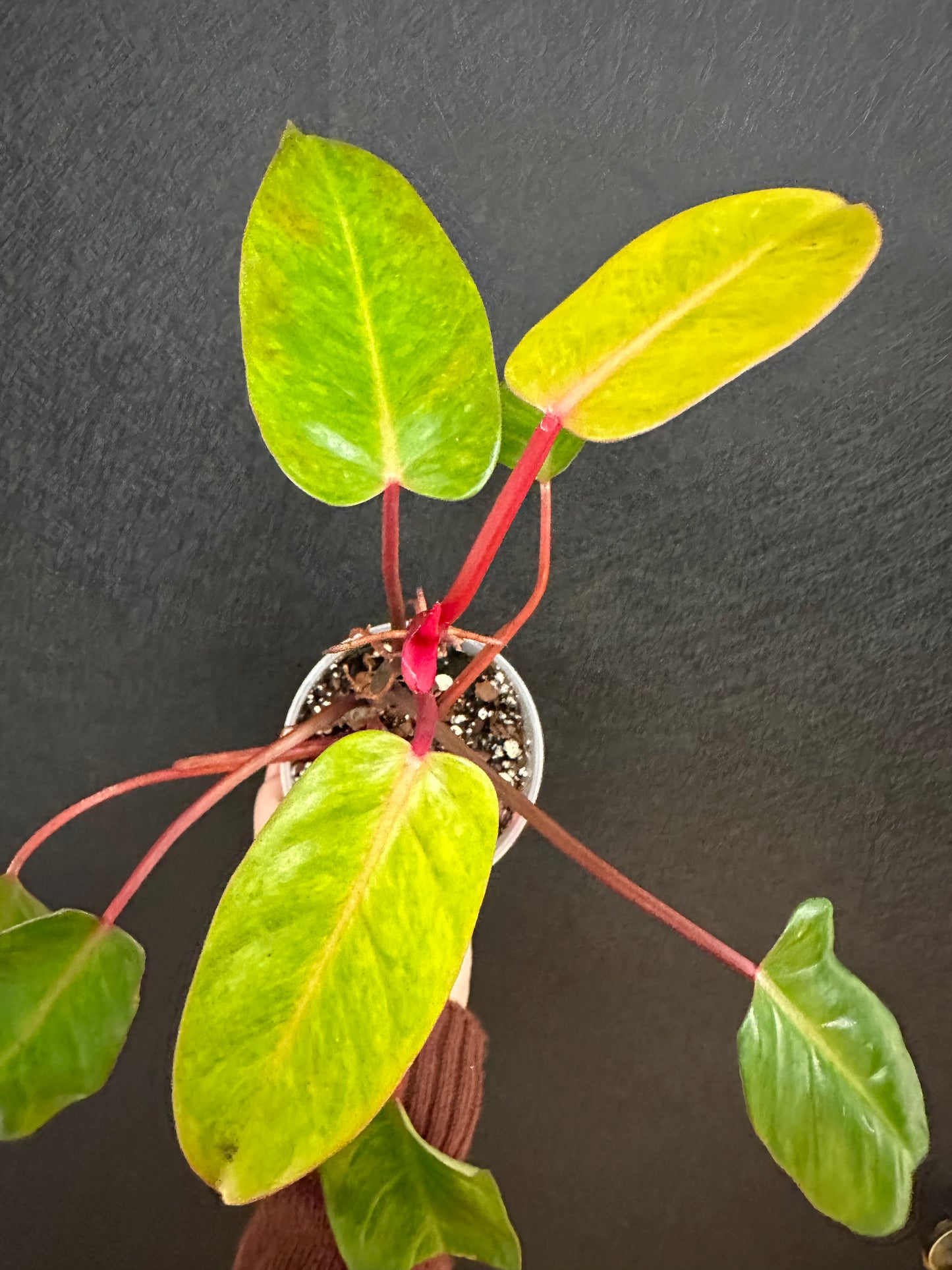 Philodendron Medissa- painted lady mutation 4in