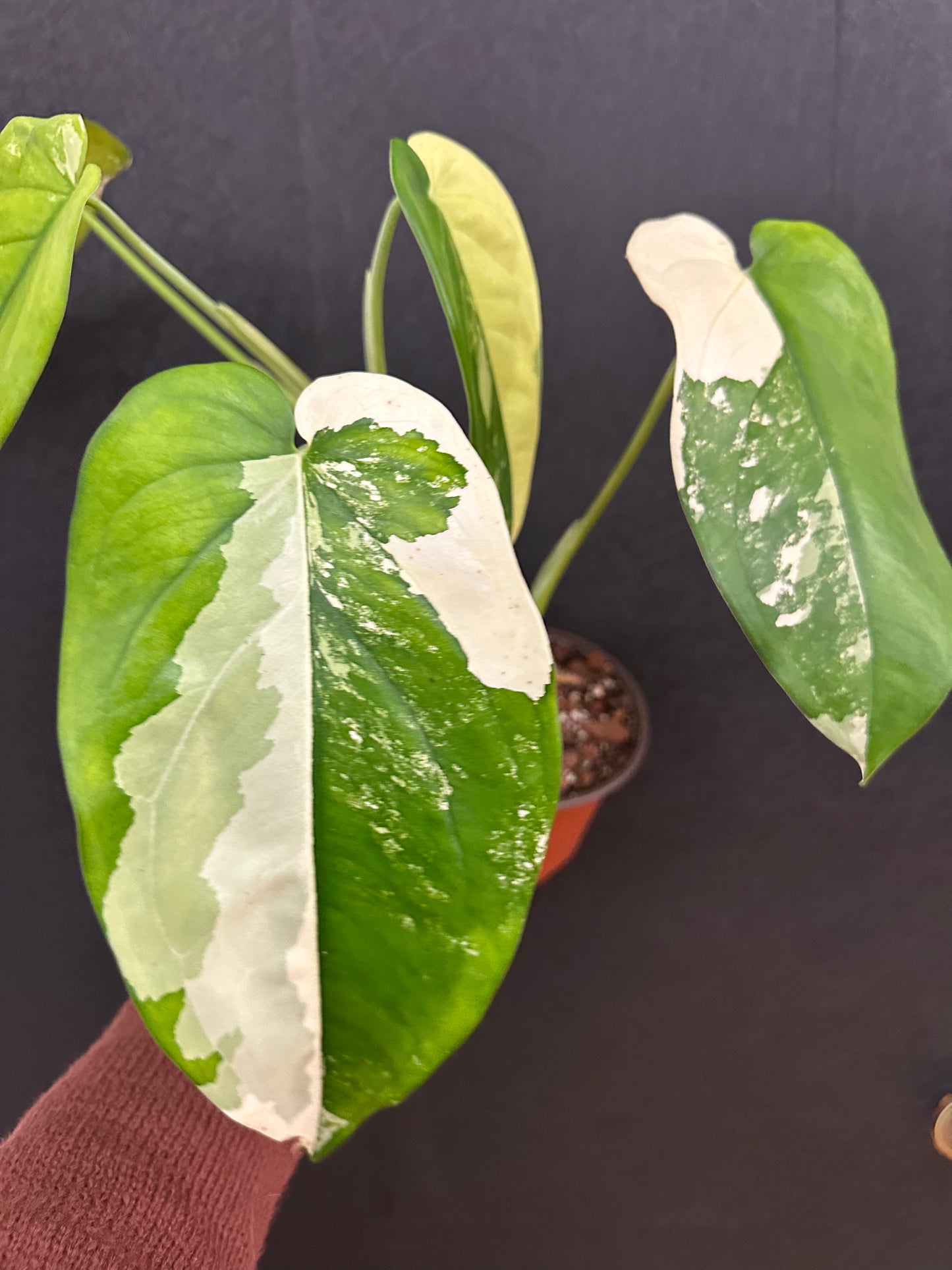 Syngonium Chiapense 6in