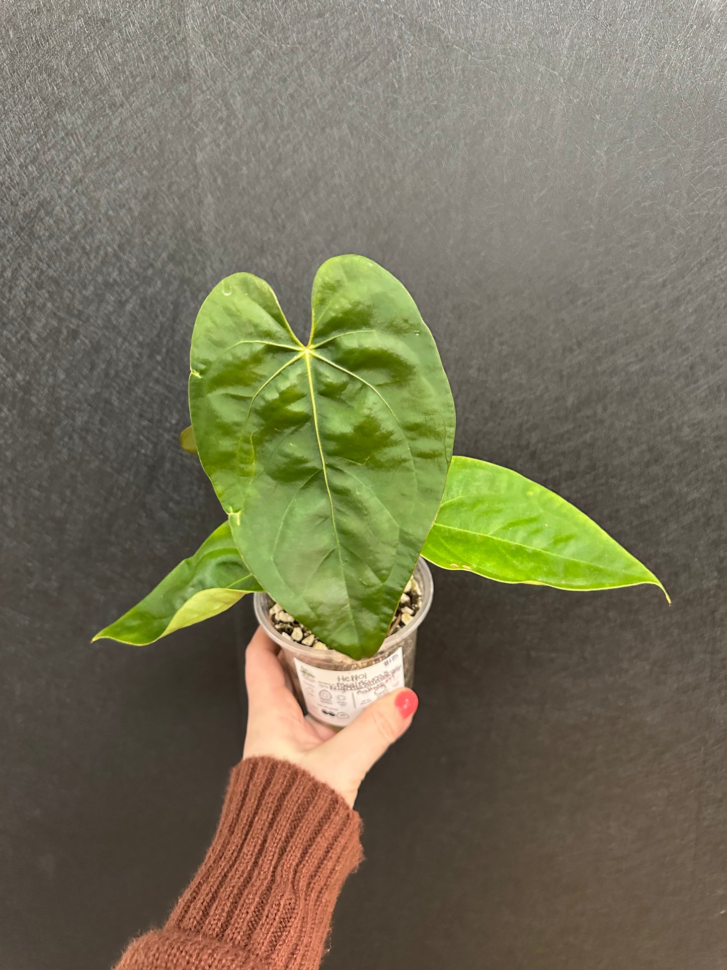 Magificum X Nigrolaminum Gigi Anthurium 4in