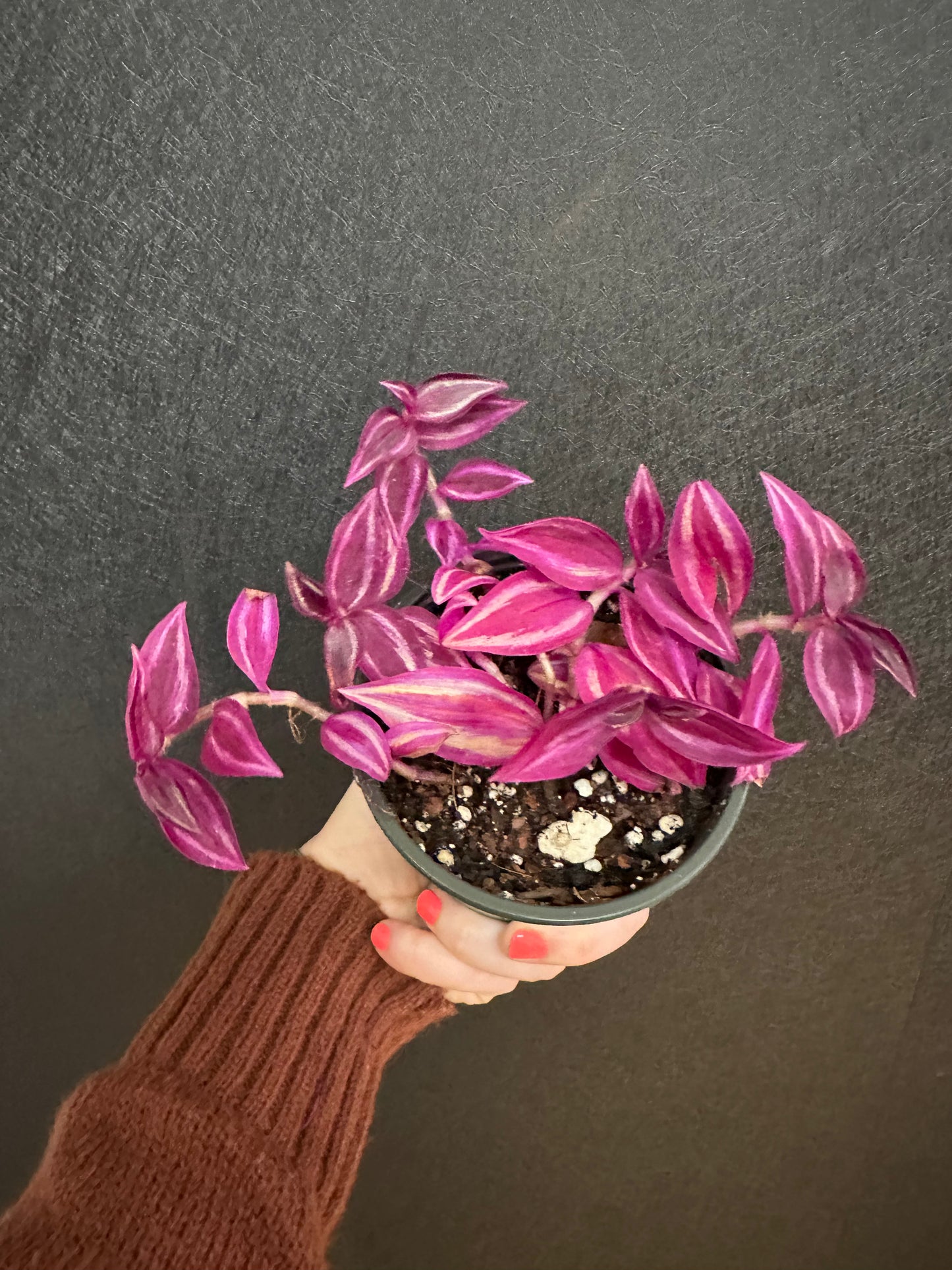 Pink ParadiseTradescantia 4in