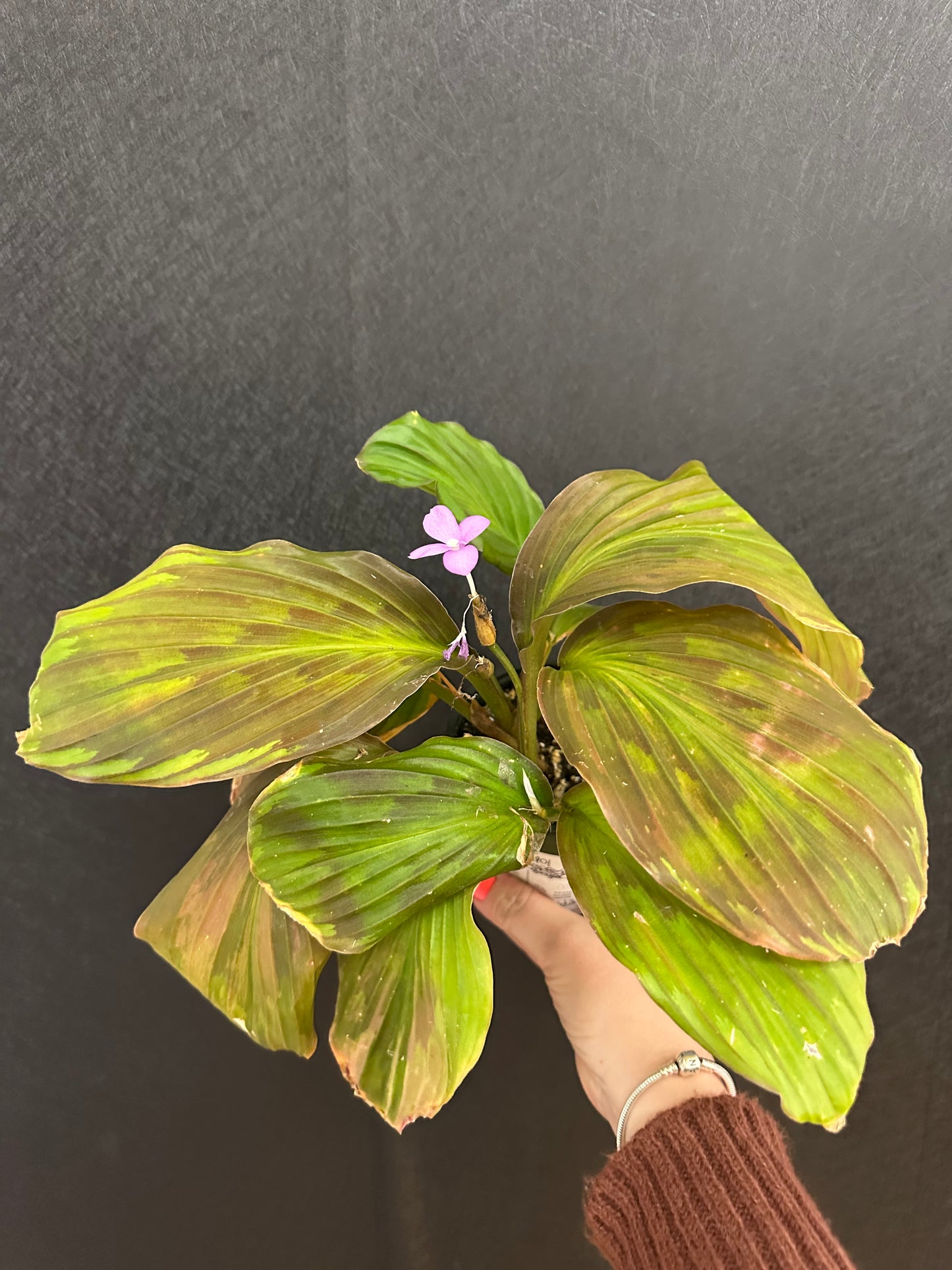 Kaempferia Variegated Ginger 4in