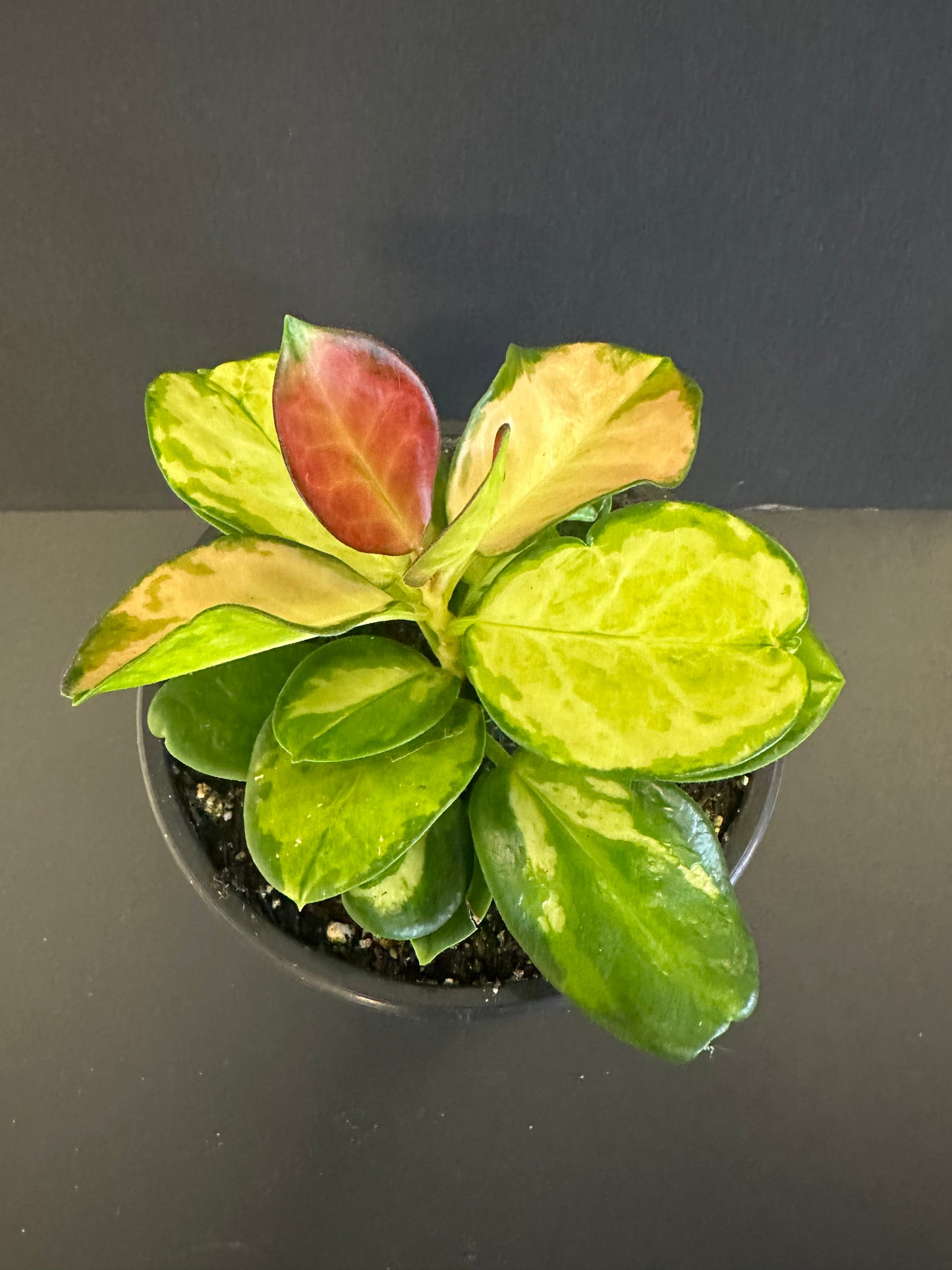 Hoya Austrails Tricolor 5in