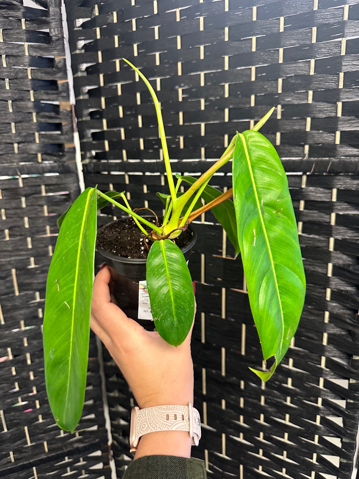 Esmeralden Narrow Philodendron 4in