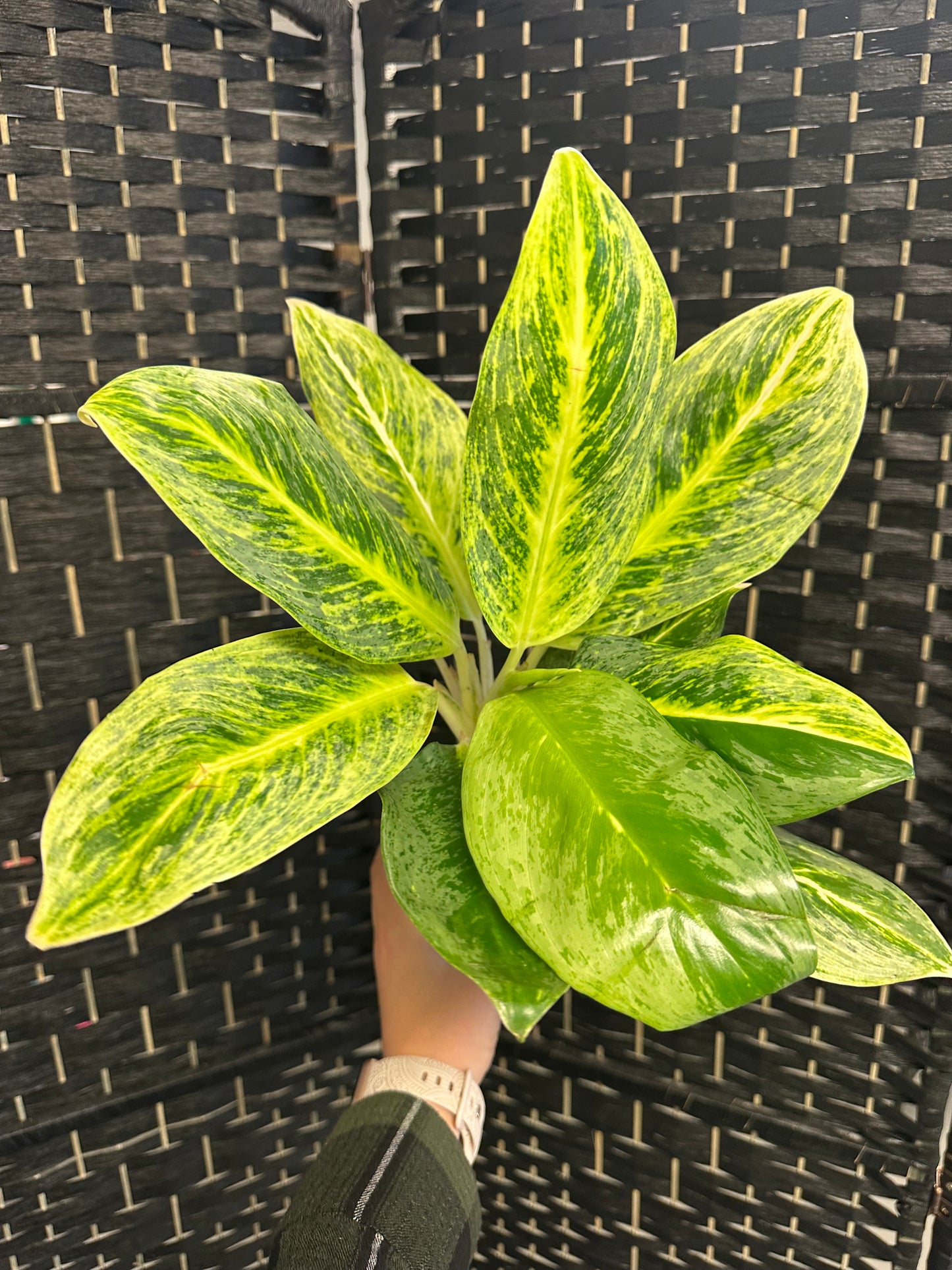 Honey Lemon Aglaonema 4in