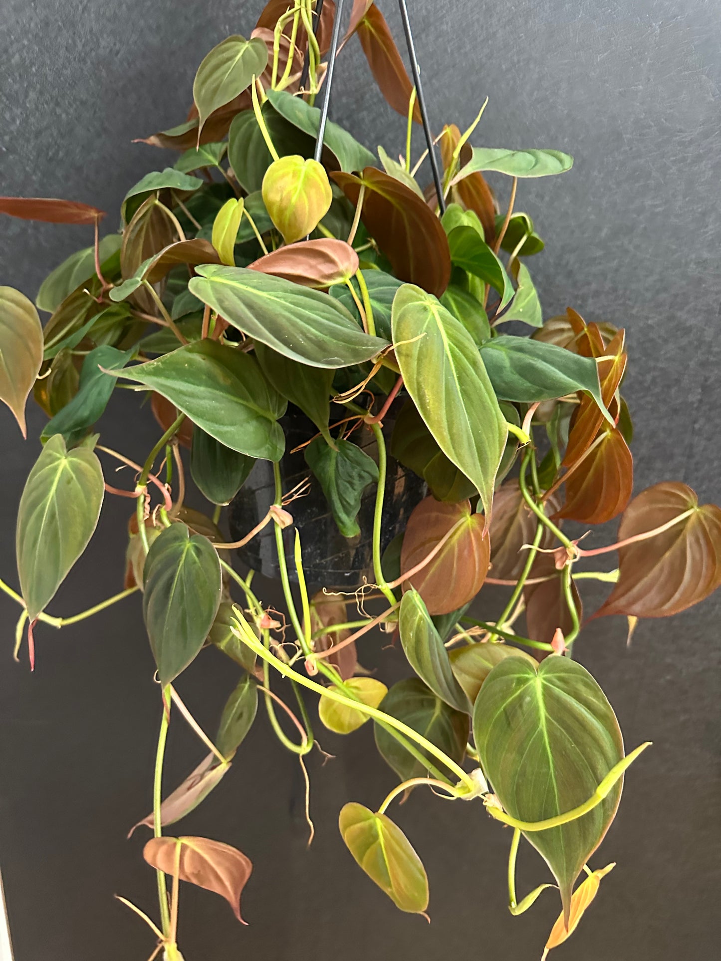 Micans Philodendron Hanging Basket 6in