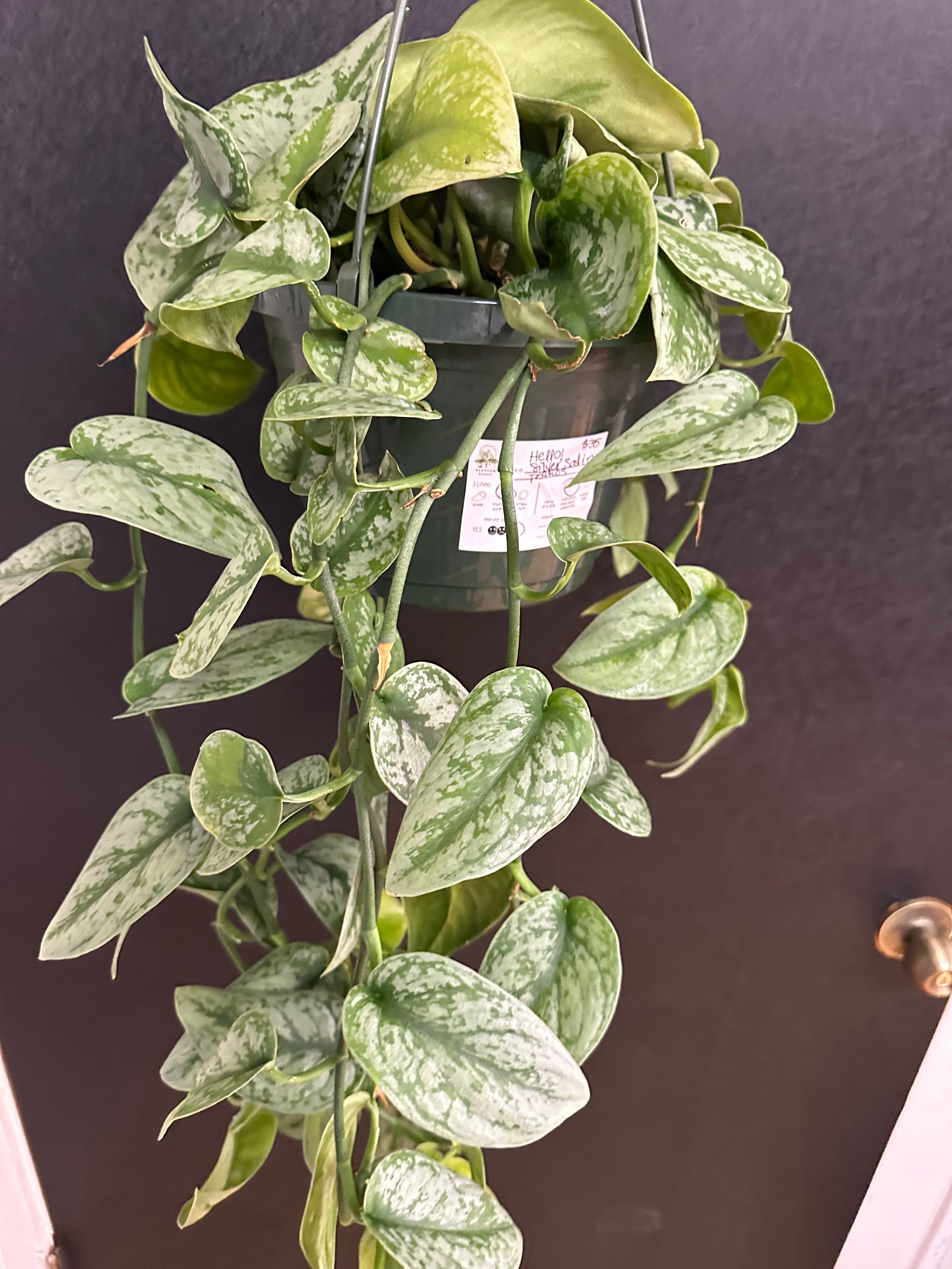 hanging silver pothos Silver Satin Pothos Hanging Basket 8in – Blossom + Branch Houseplants