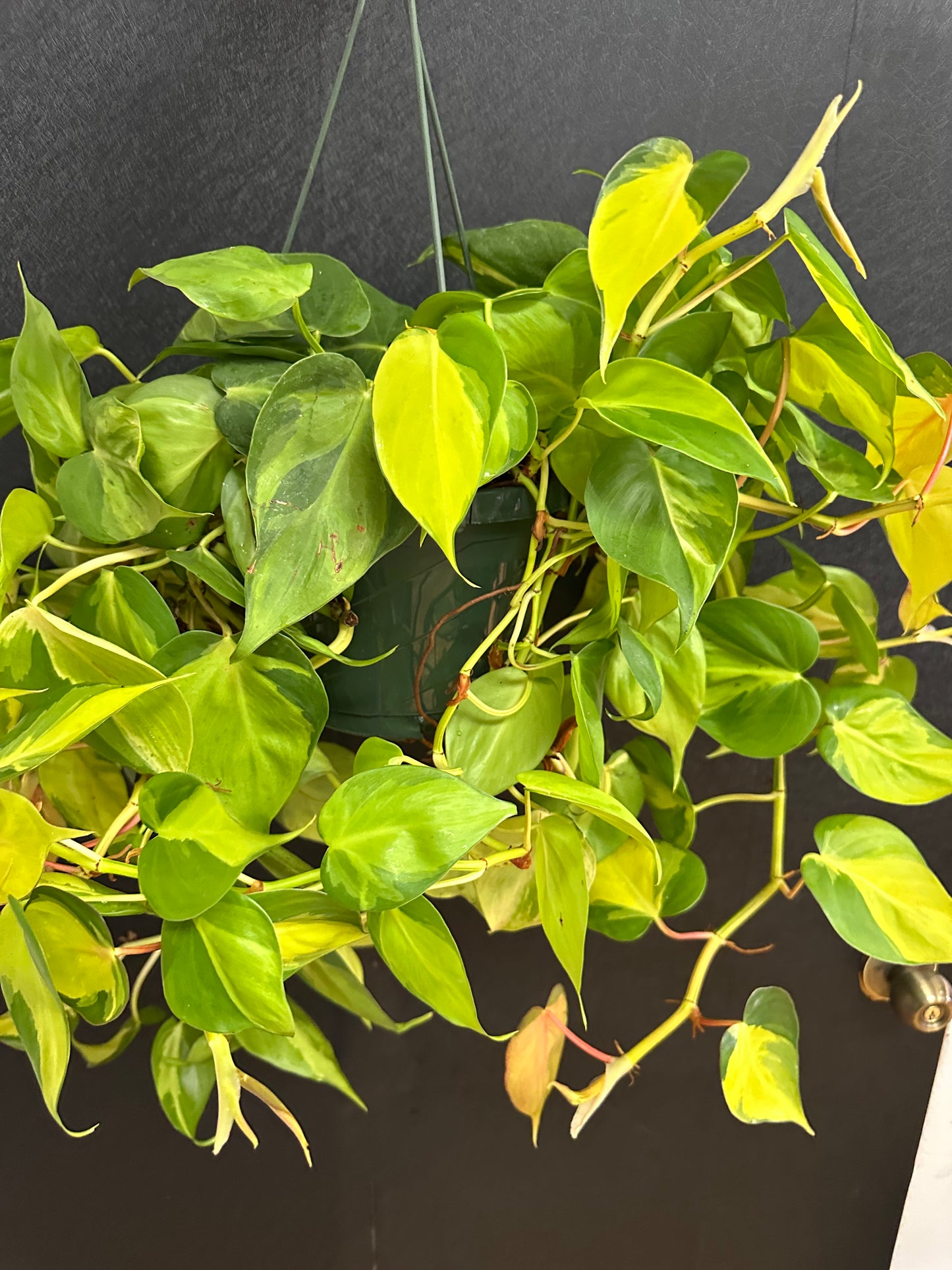 Philodendron Brasil Hanging Basket 8in