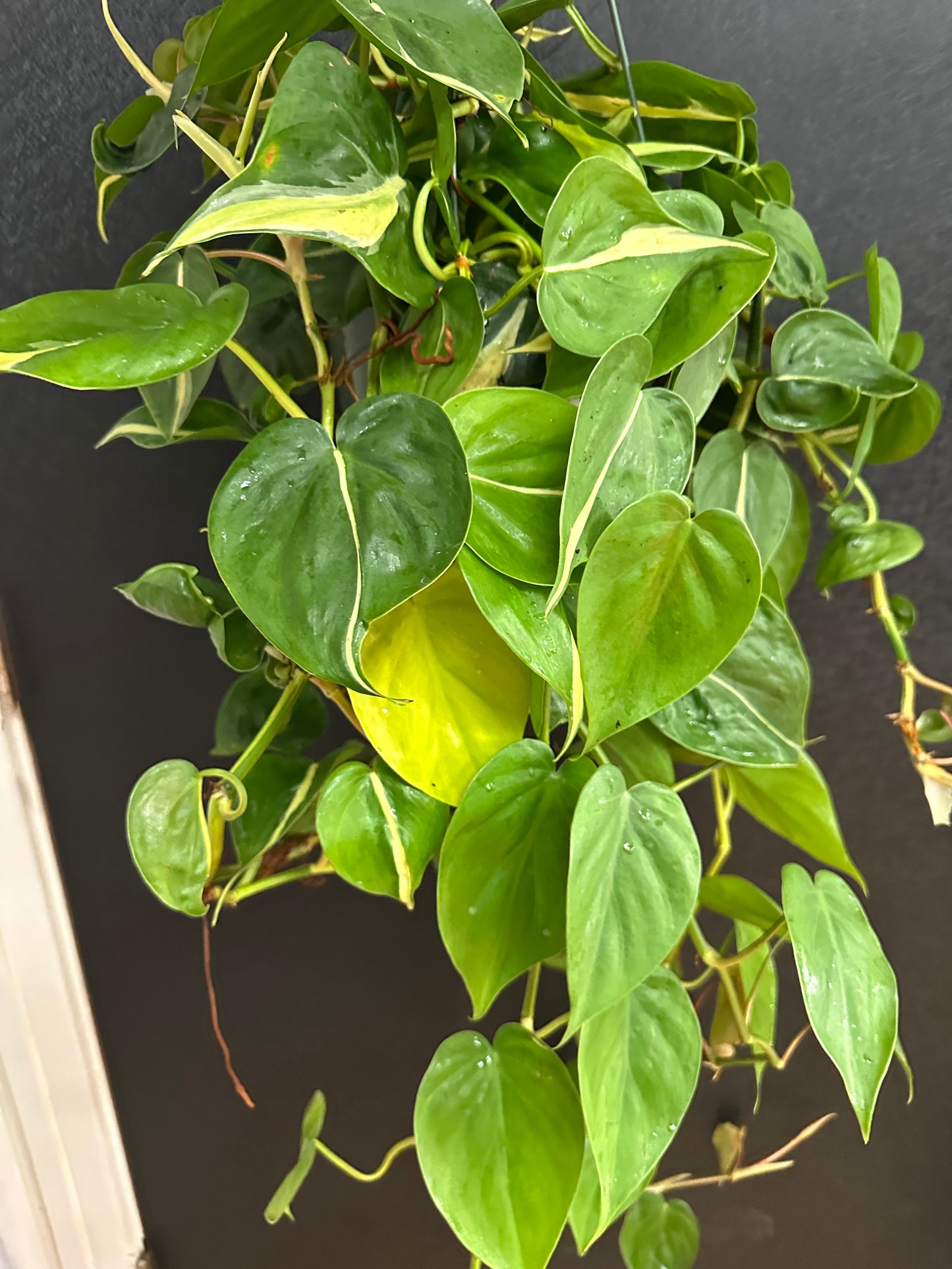 Philodendron Rio Hanging Basket 8in