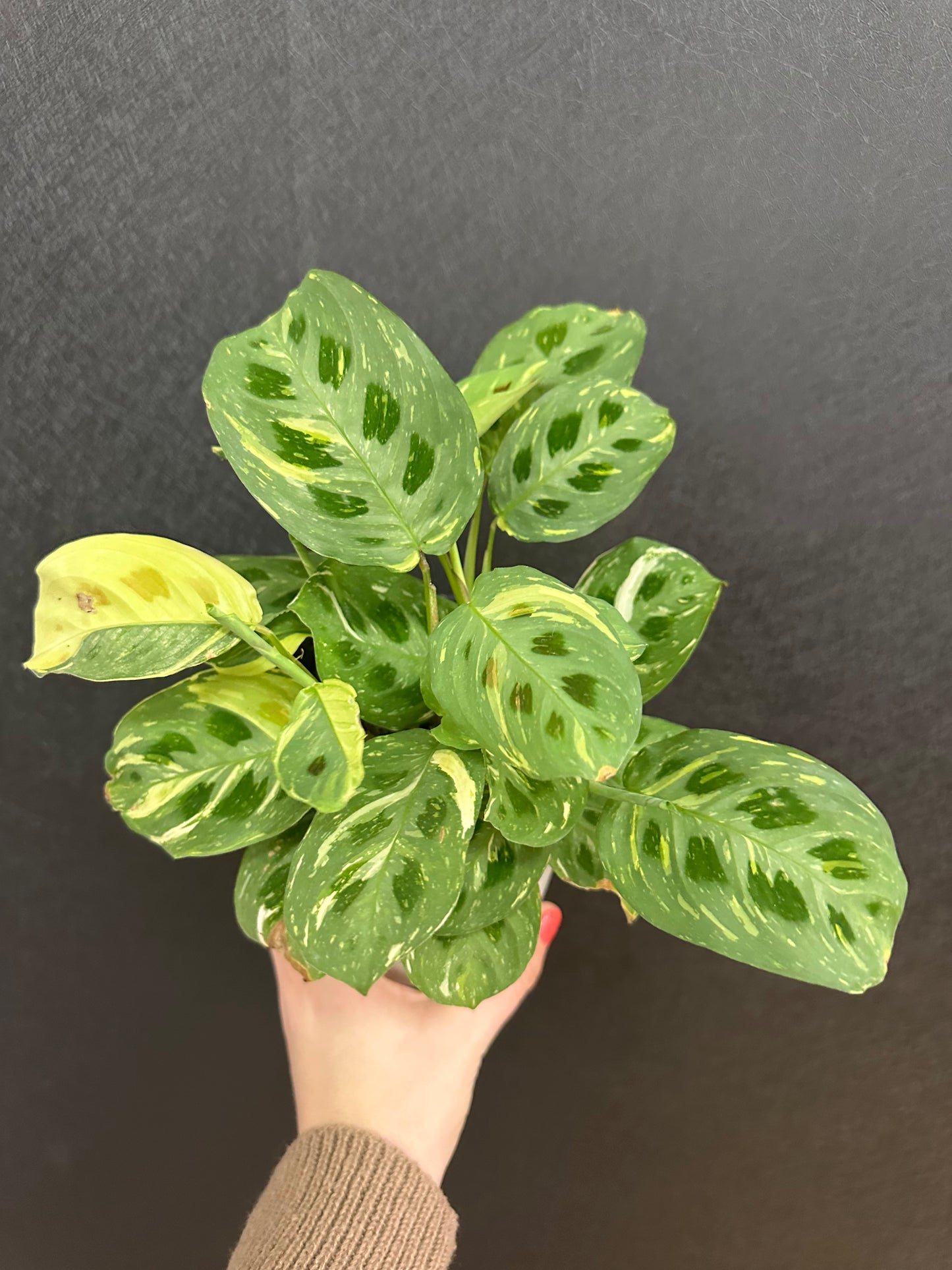 Beauty Kim, Var. Calathea- 5in