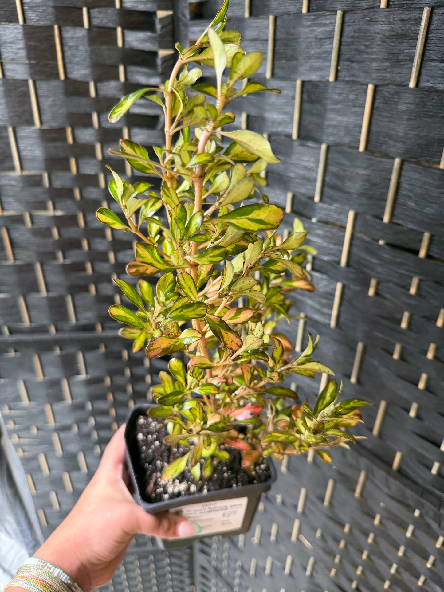 Evening Glow Coprosma 5in