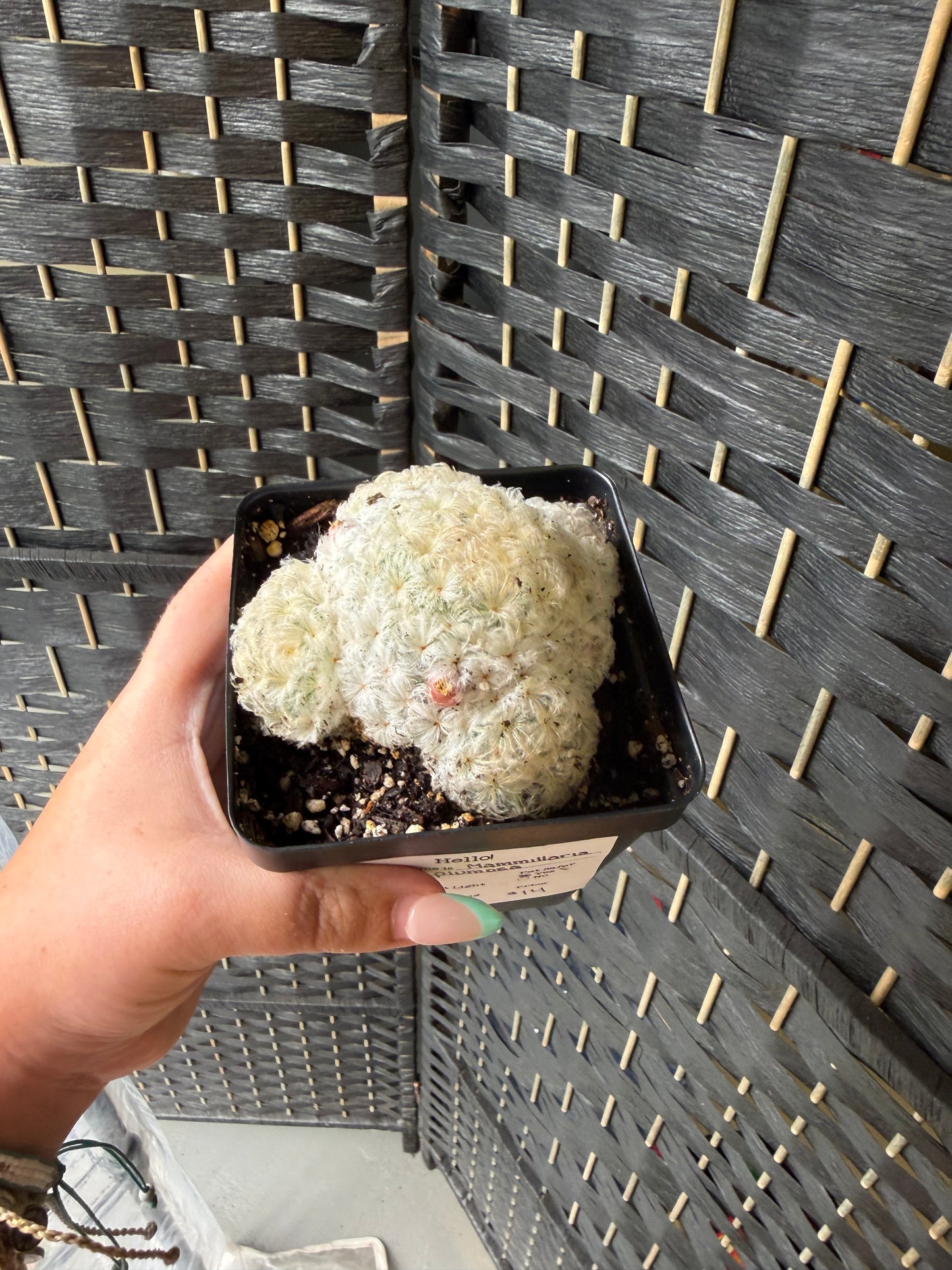 Mammillaria Plumosa 4in