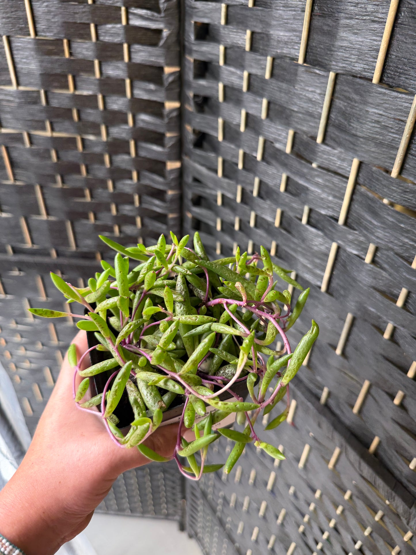 String of Rubies 4in