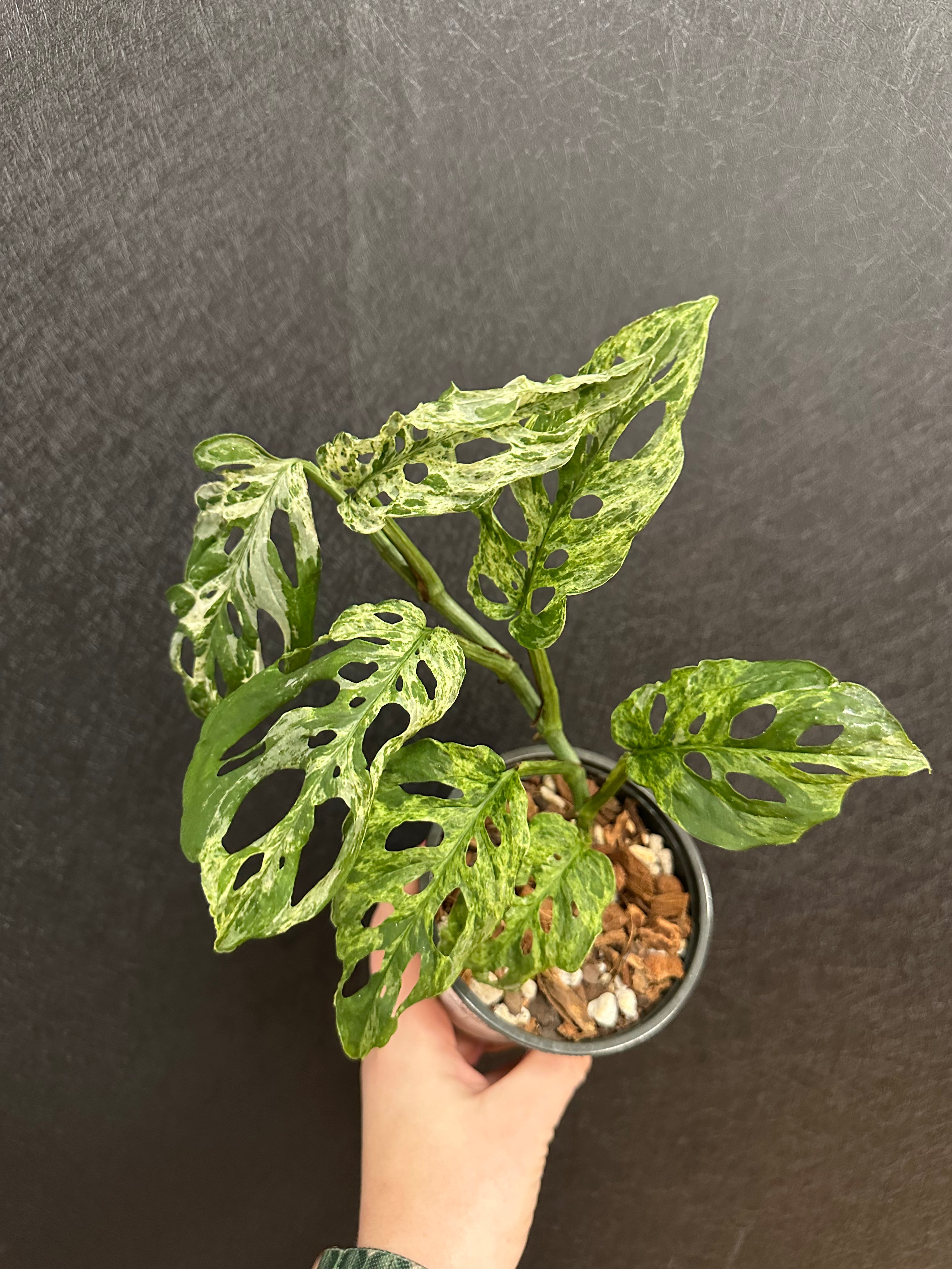 monstera adansonii misting Mottled Mint Monstera Adonsonii 4in – Blossom + Branch Houseplants