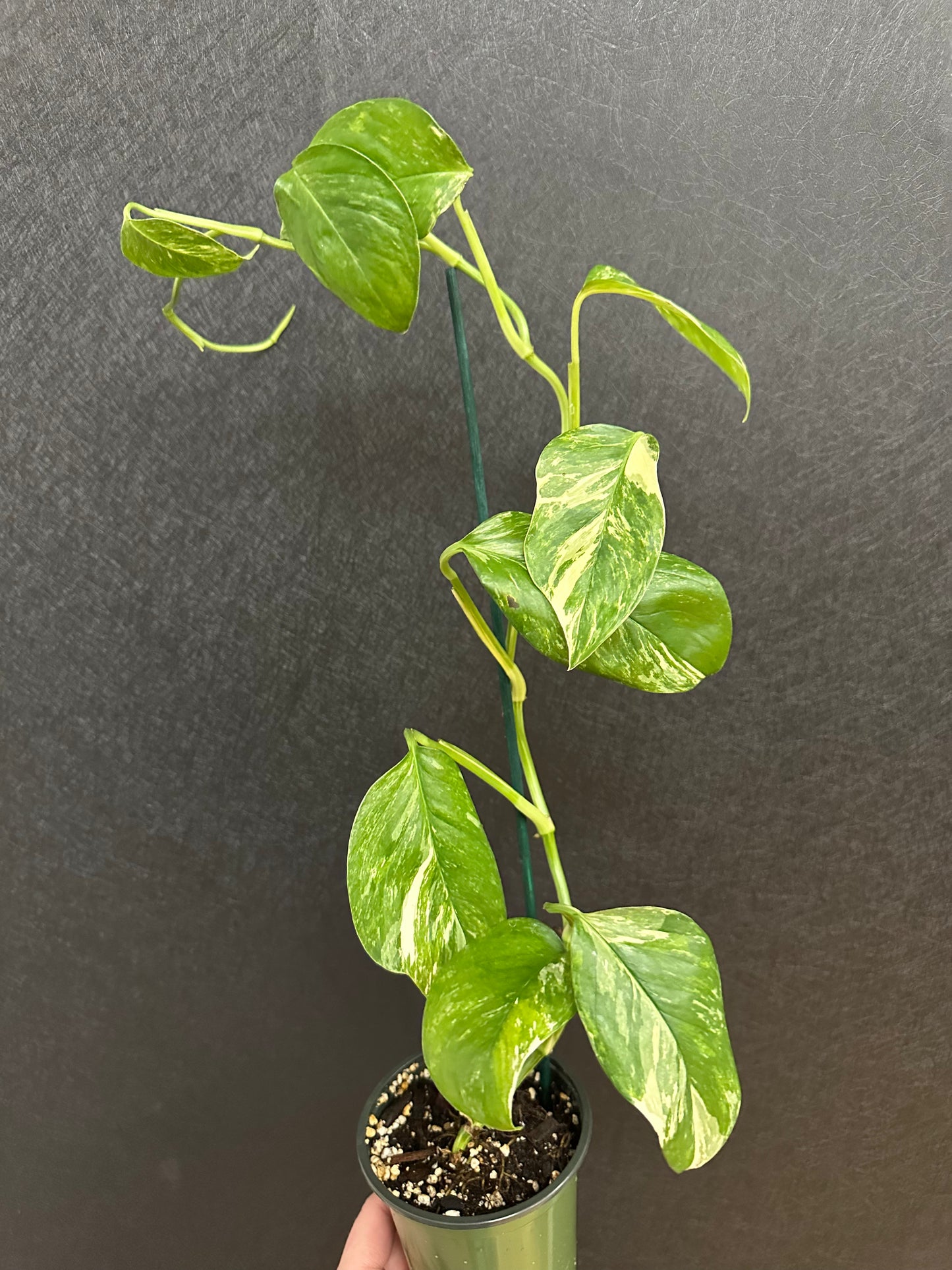 Monstera Lechlariana Albo 4in