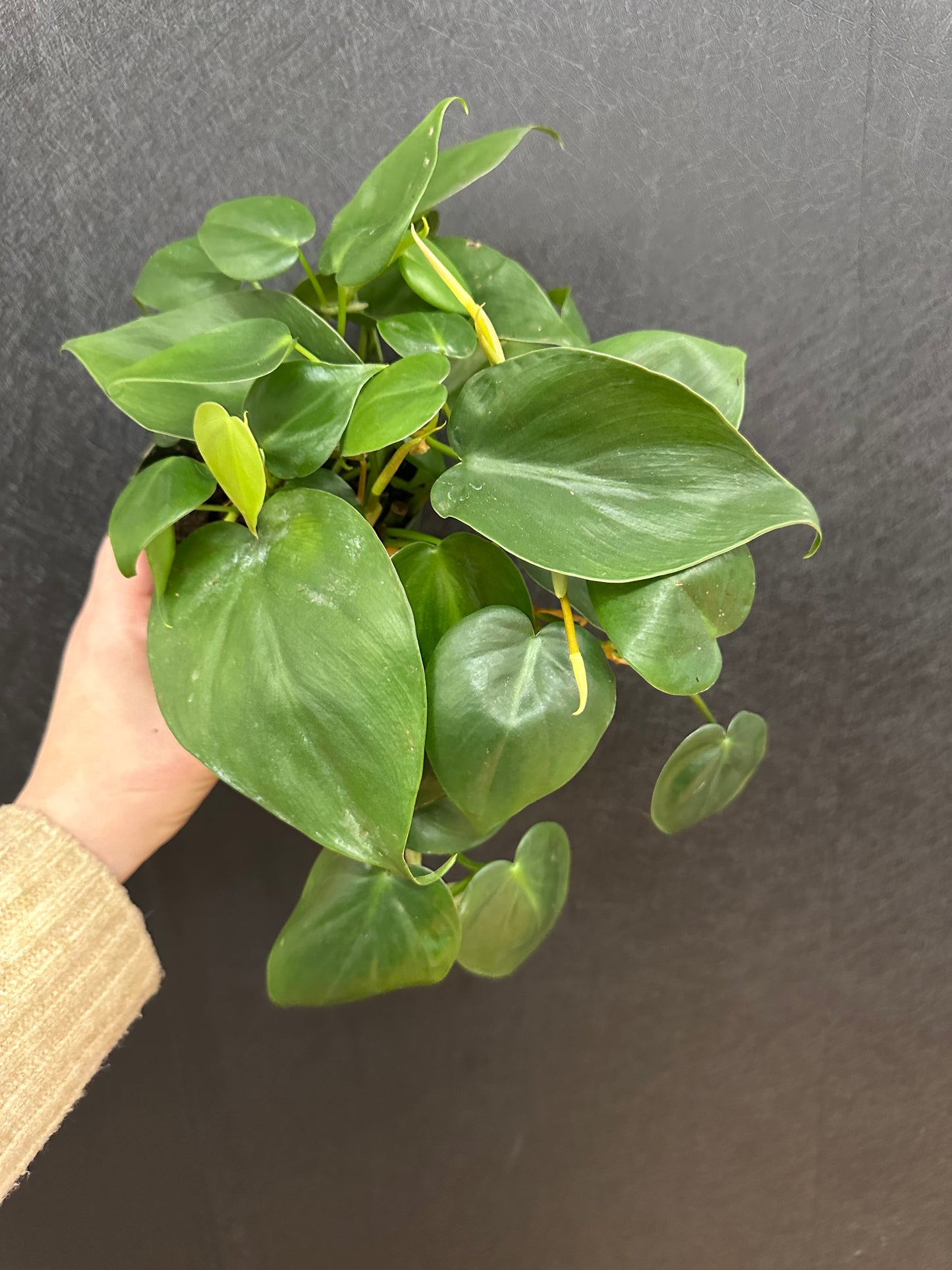 Philodendron Heartleaf 4in