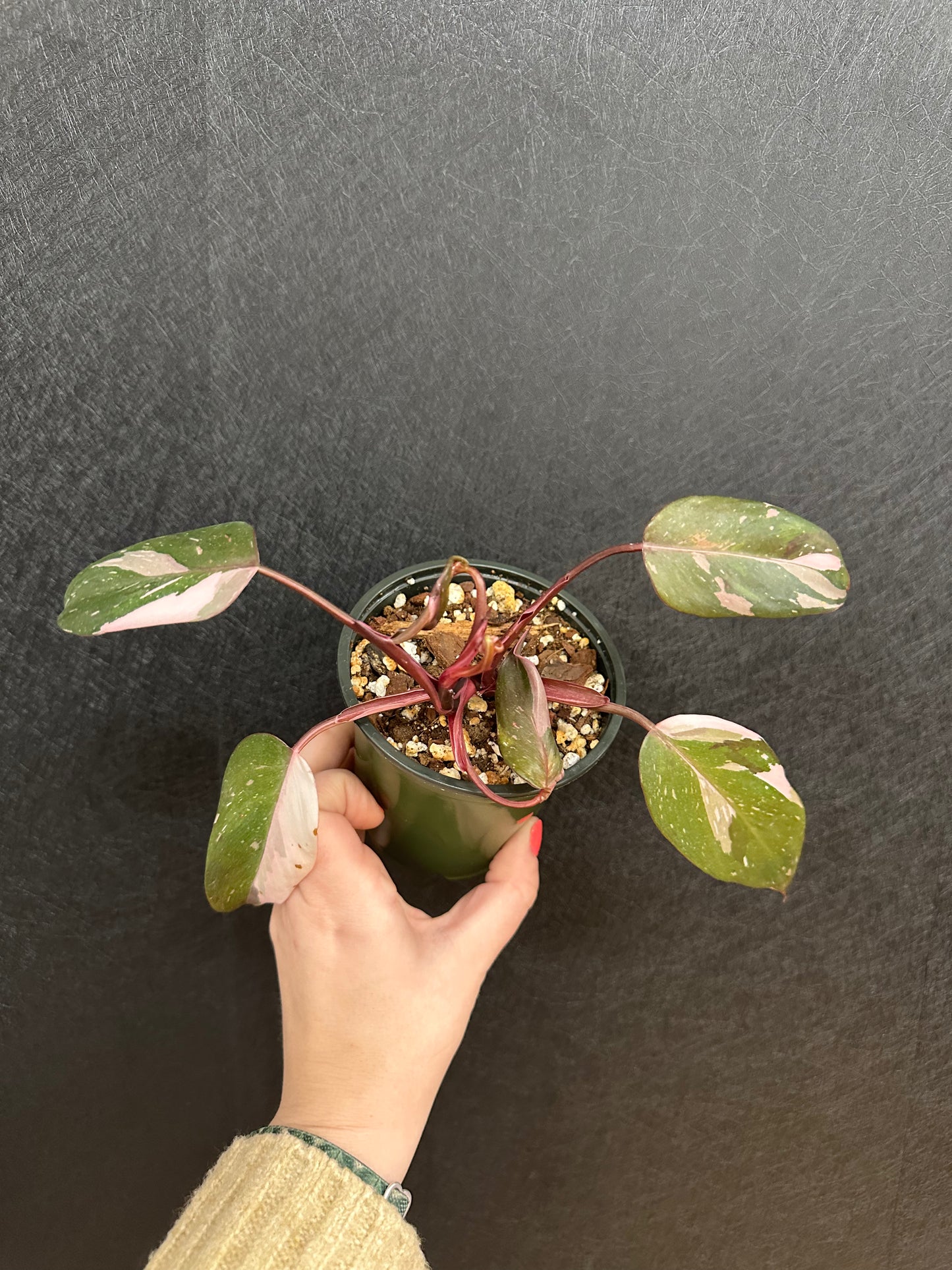 Philodendron Red Anderson 4in