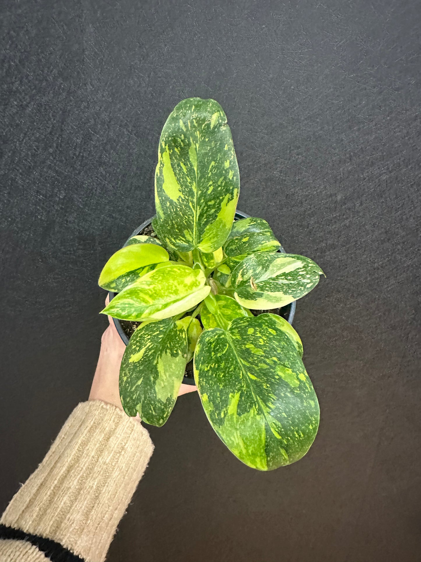 Philodendron Green Congo Nuclear, Var. 4in