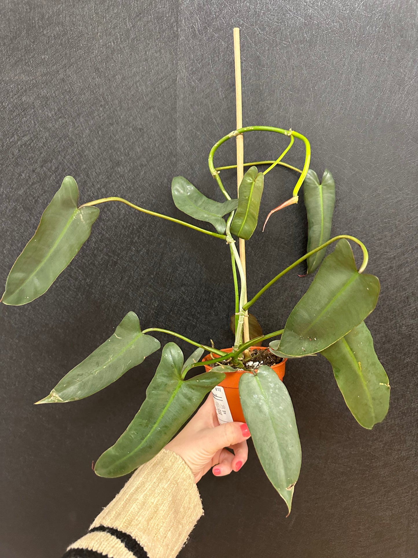 Philodendron Atabapoense 4in