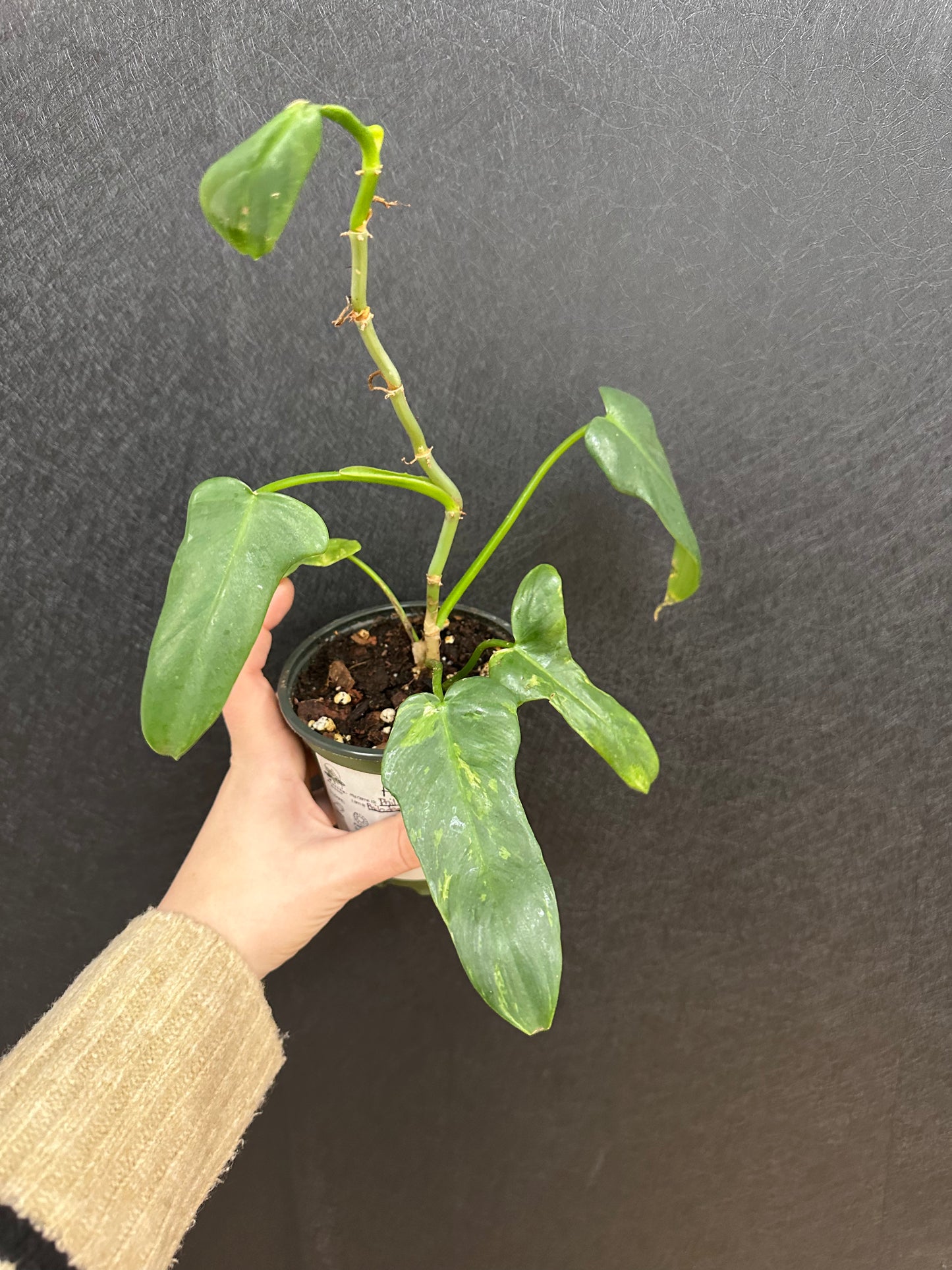 Philodendron Splash Gordon 4in