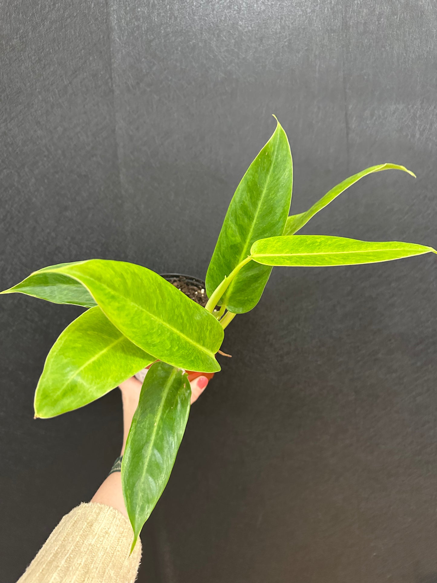 Philodendron Calkins Gold 6in