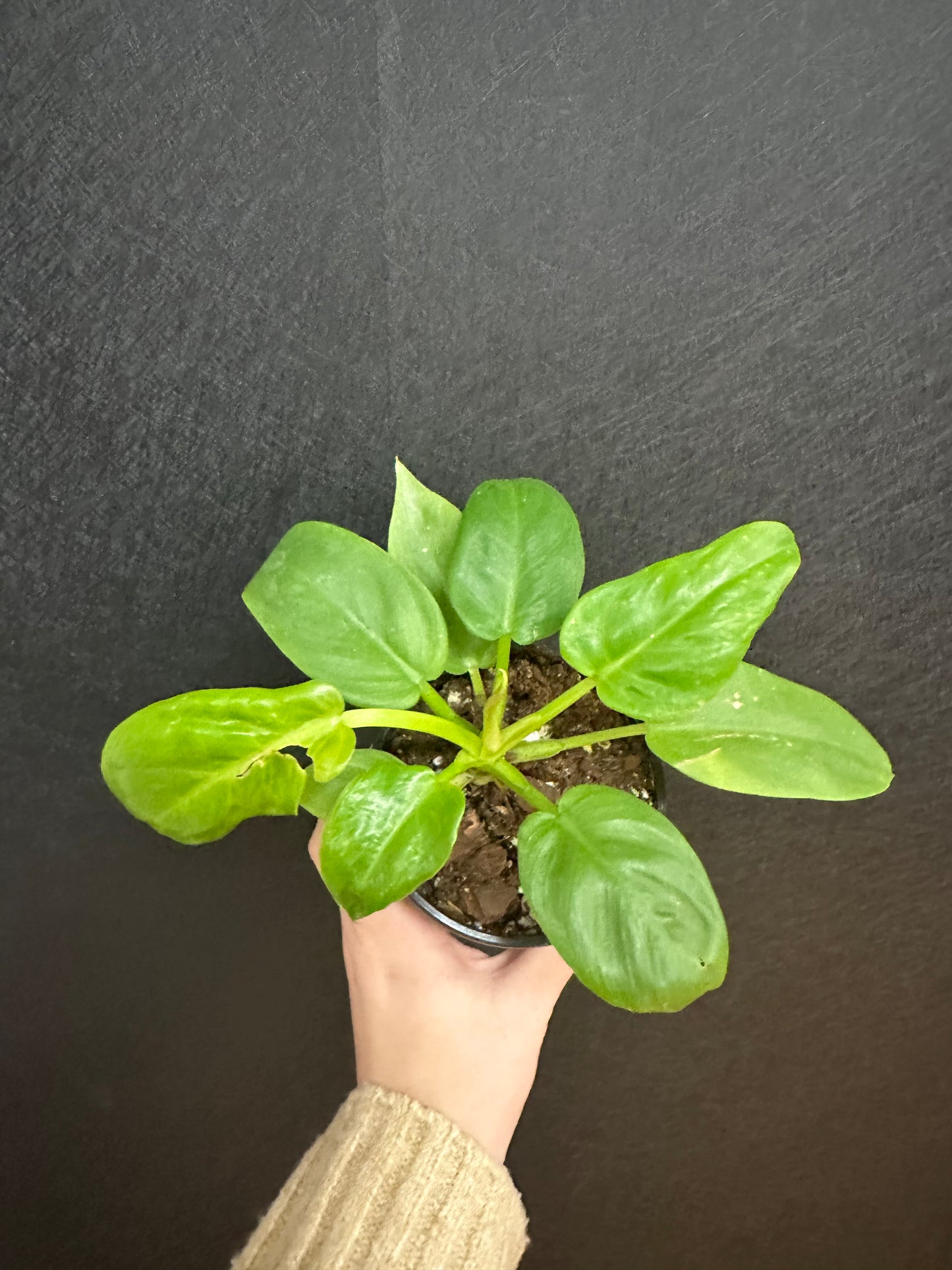 Philodendron Melinonii Ghost 4in