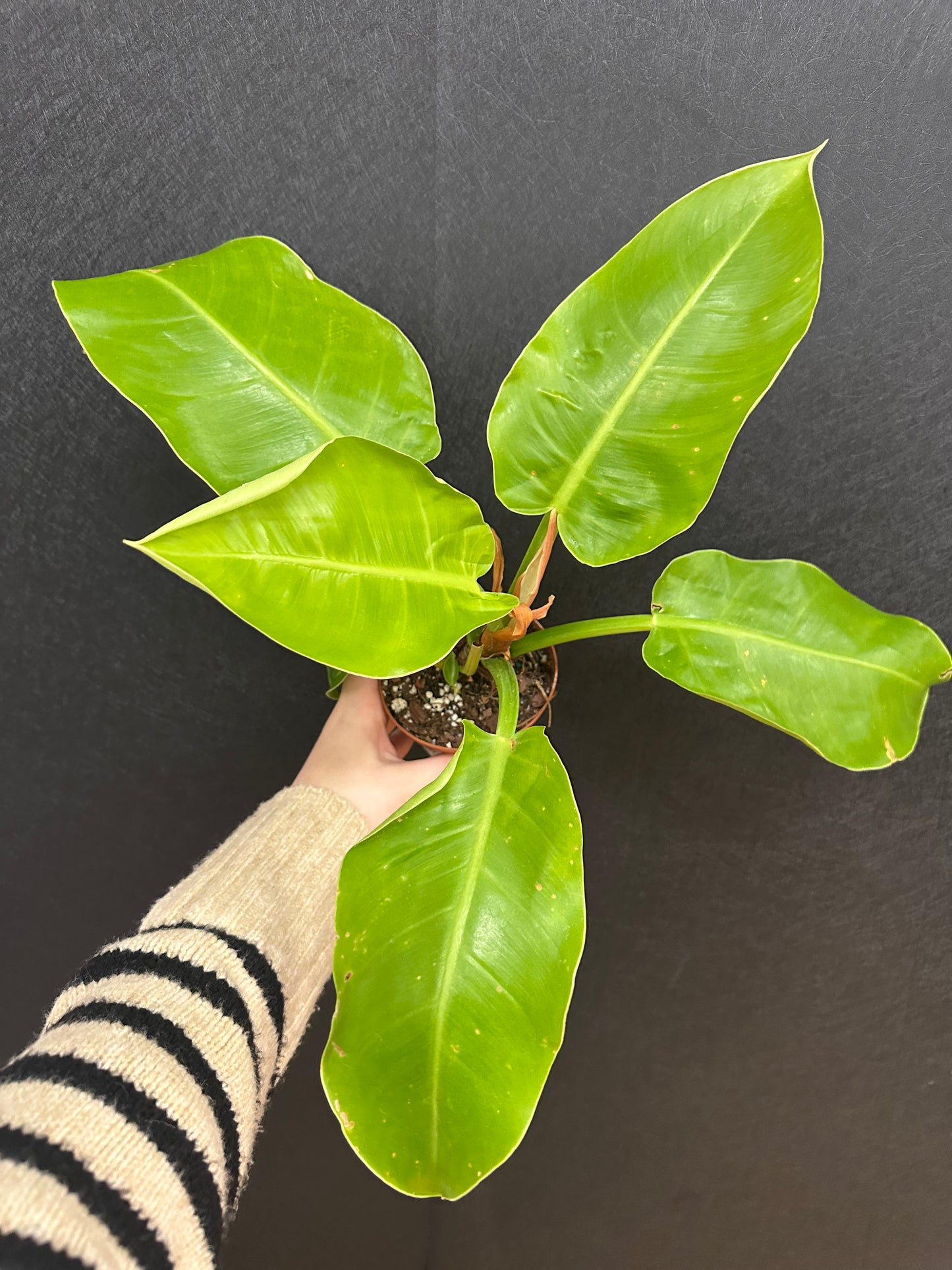 Moonlight Philodendron 4in