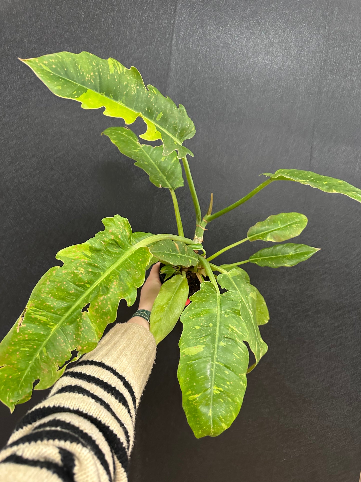 Philodendron Ring of Fire 4in