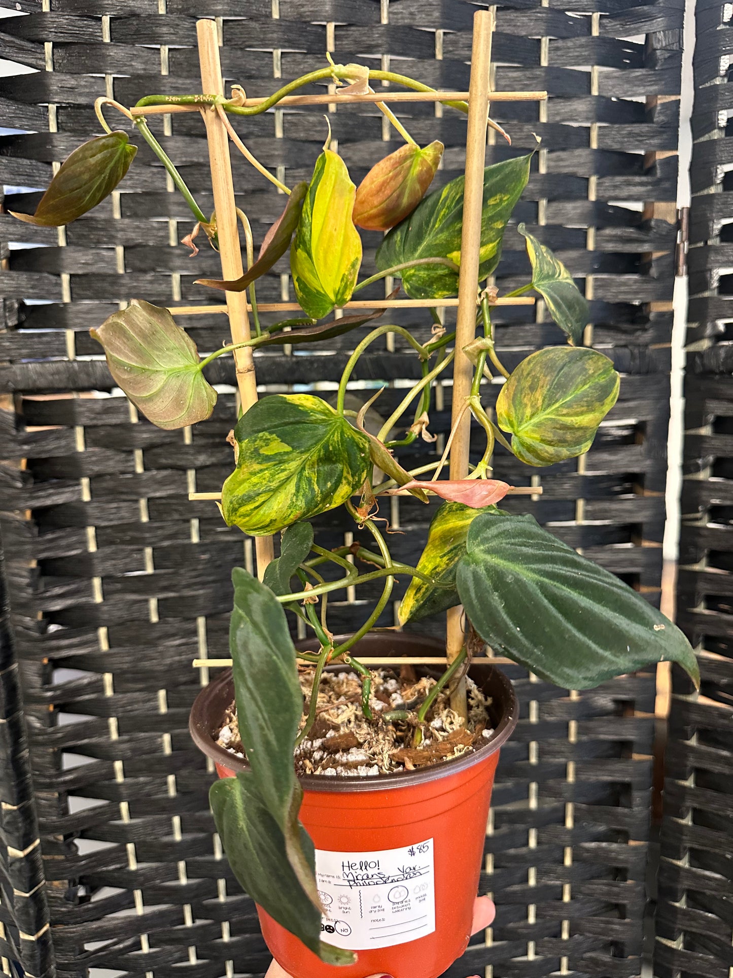 Philodendron Micans, Variegated 6in
