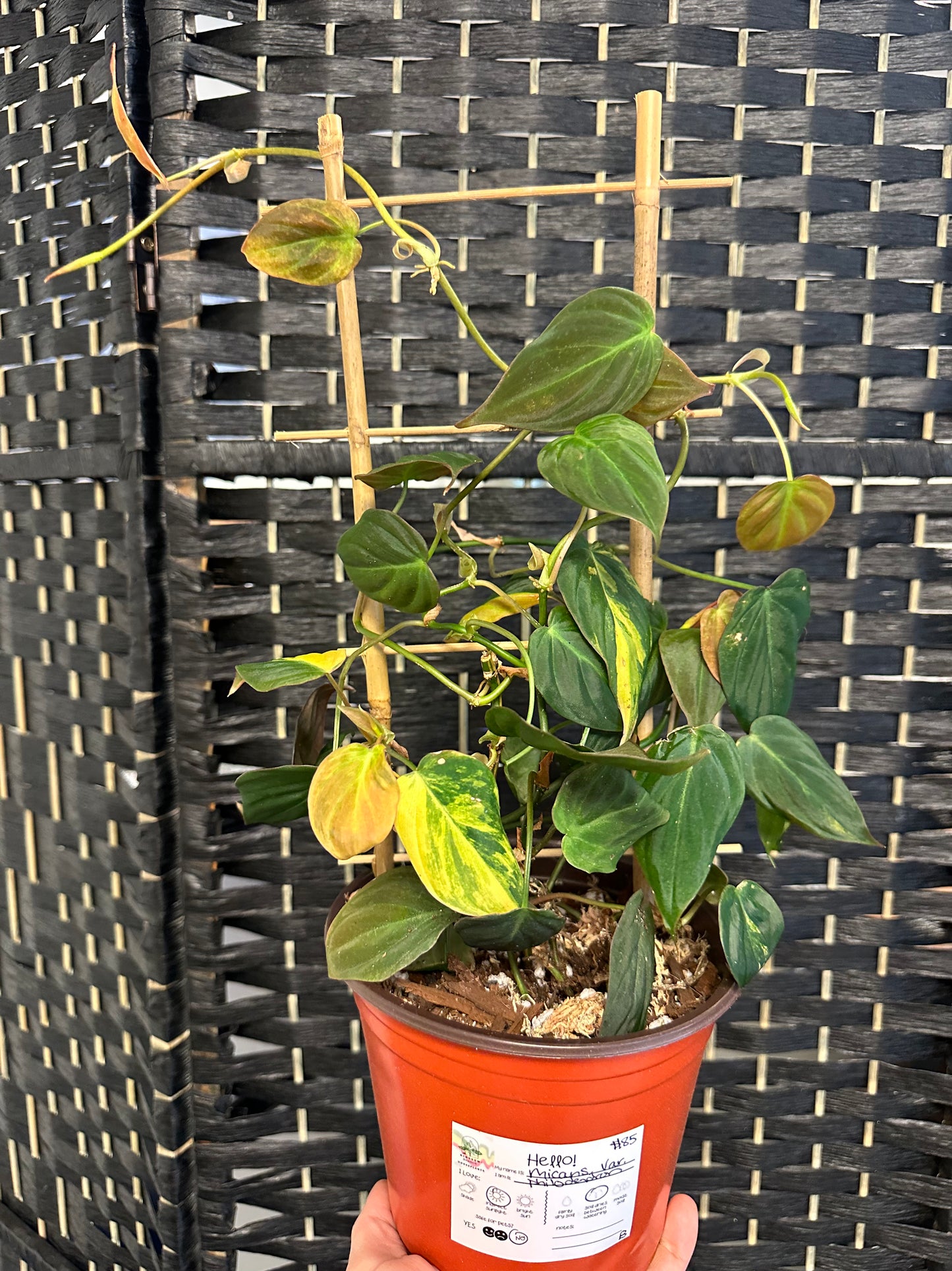 Philodendron Micans, Variegated 6in