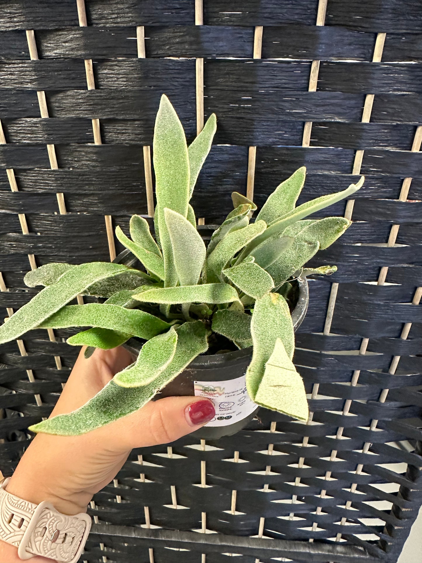 Silver Staghorn Fern 4in