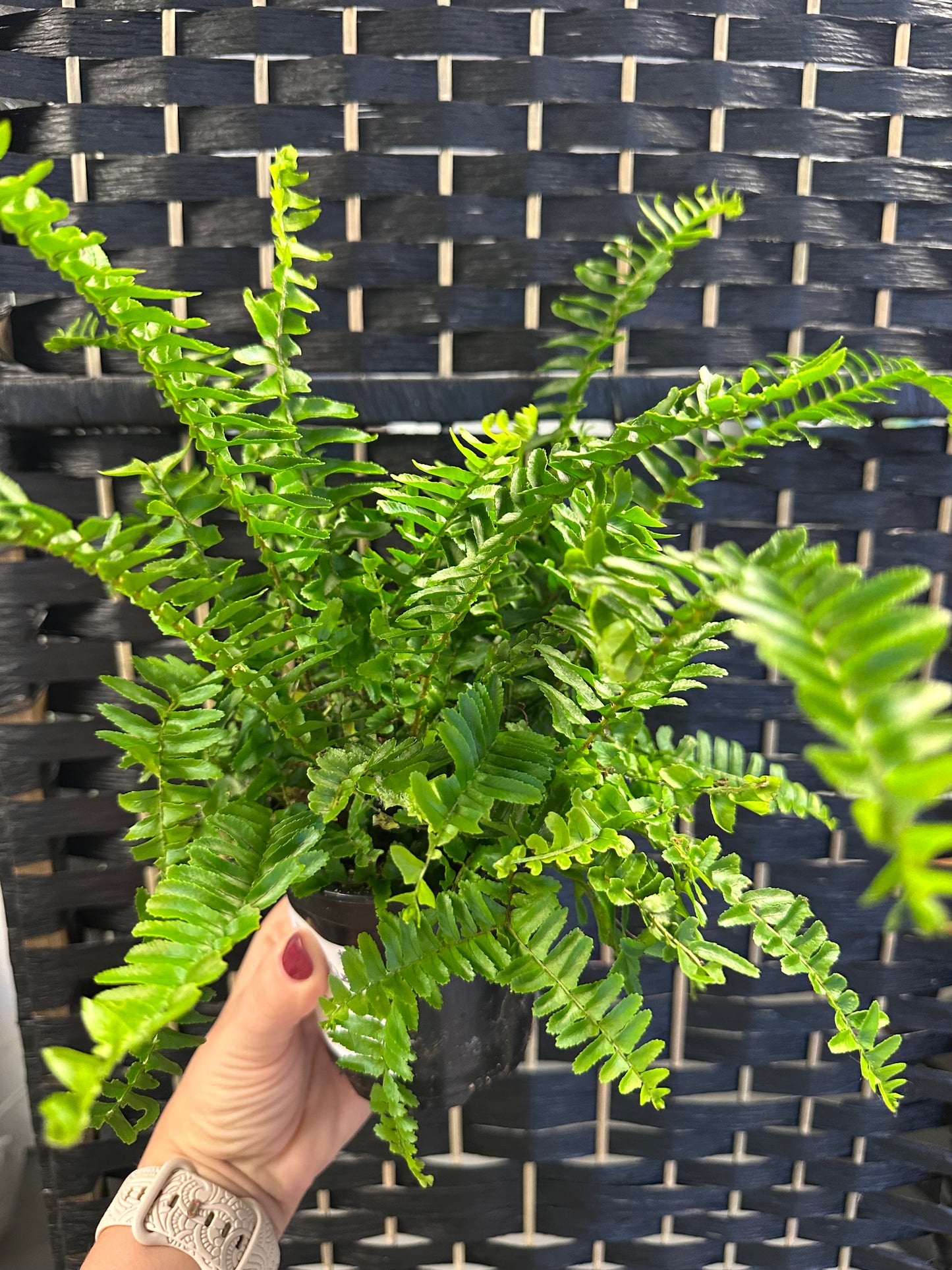 Western Queen Fern 4in