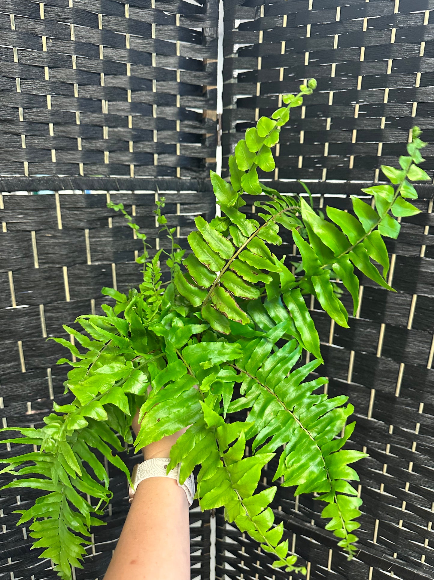 Macho Fern 4in