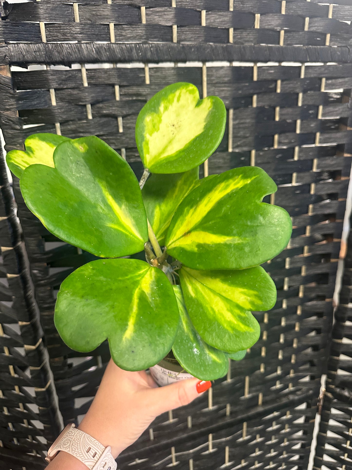 Kerri Hoya Vine, Variegated 4in