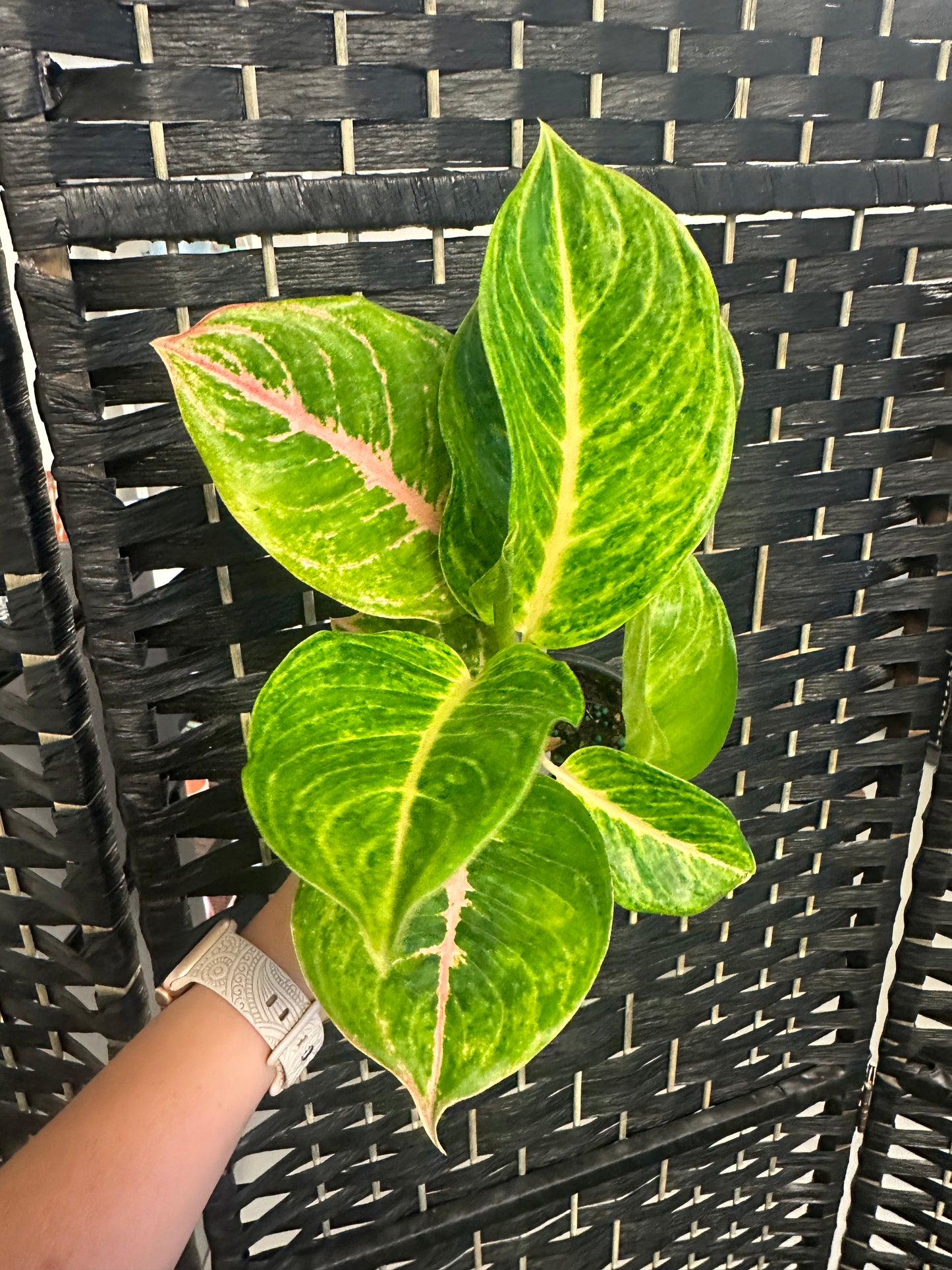 Mahasombat Aglaonema 4in