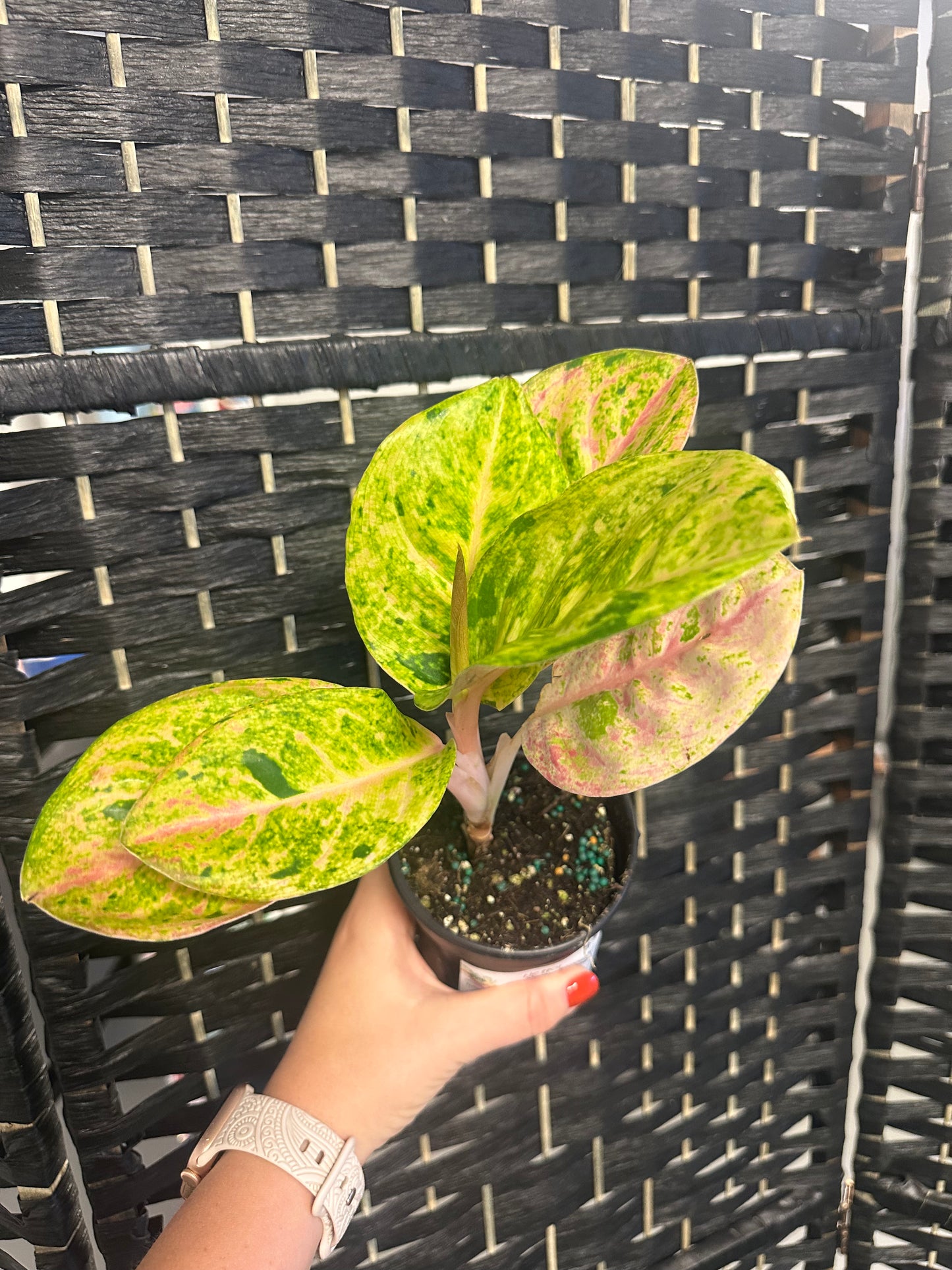 Pink Emerald Aglaonema 4in