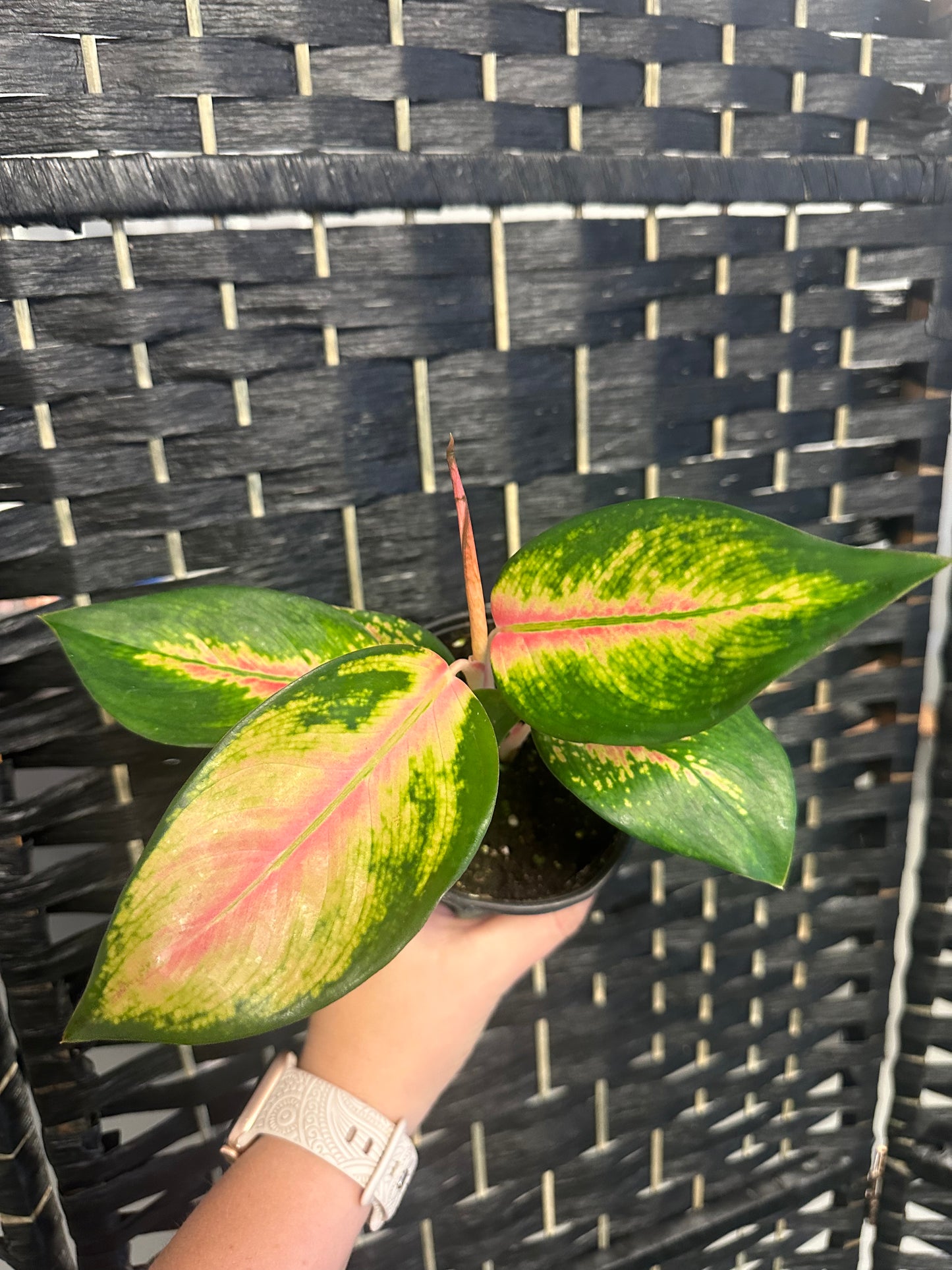 China Red Aglaonema 4in