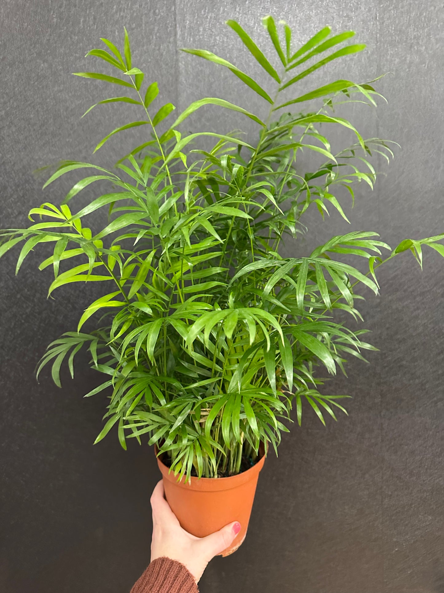 Neanthe Bella Palm 6in