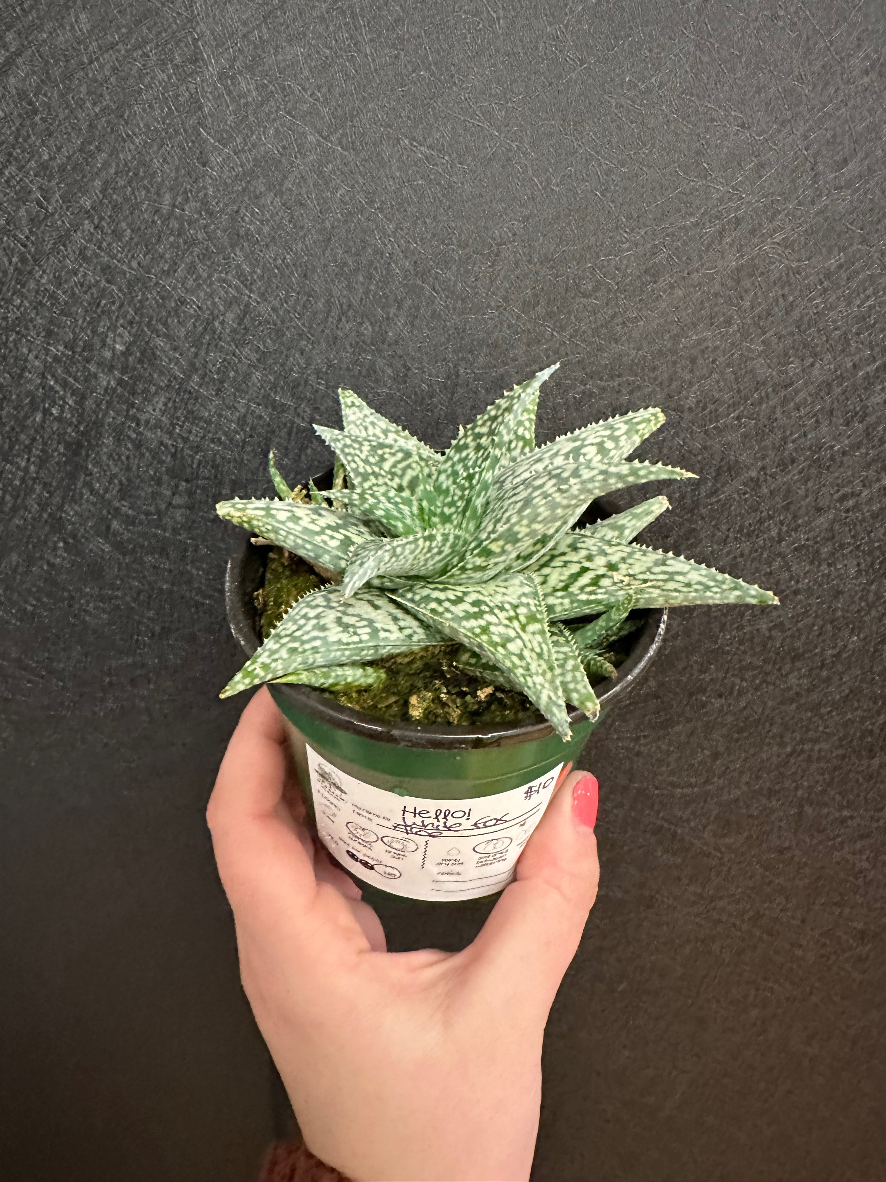 where to buy white aloe vera plant White Fox Aloe 4in – Blossom + Branch Houseplants