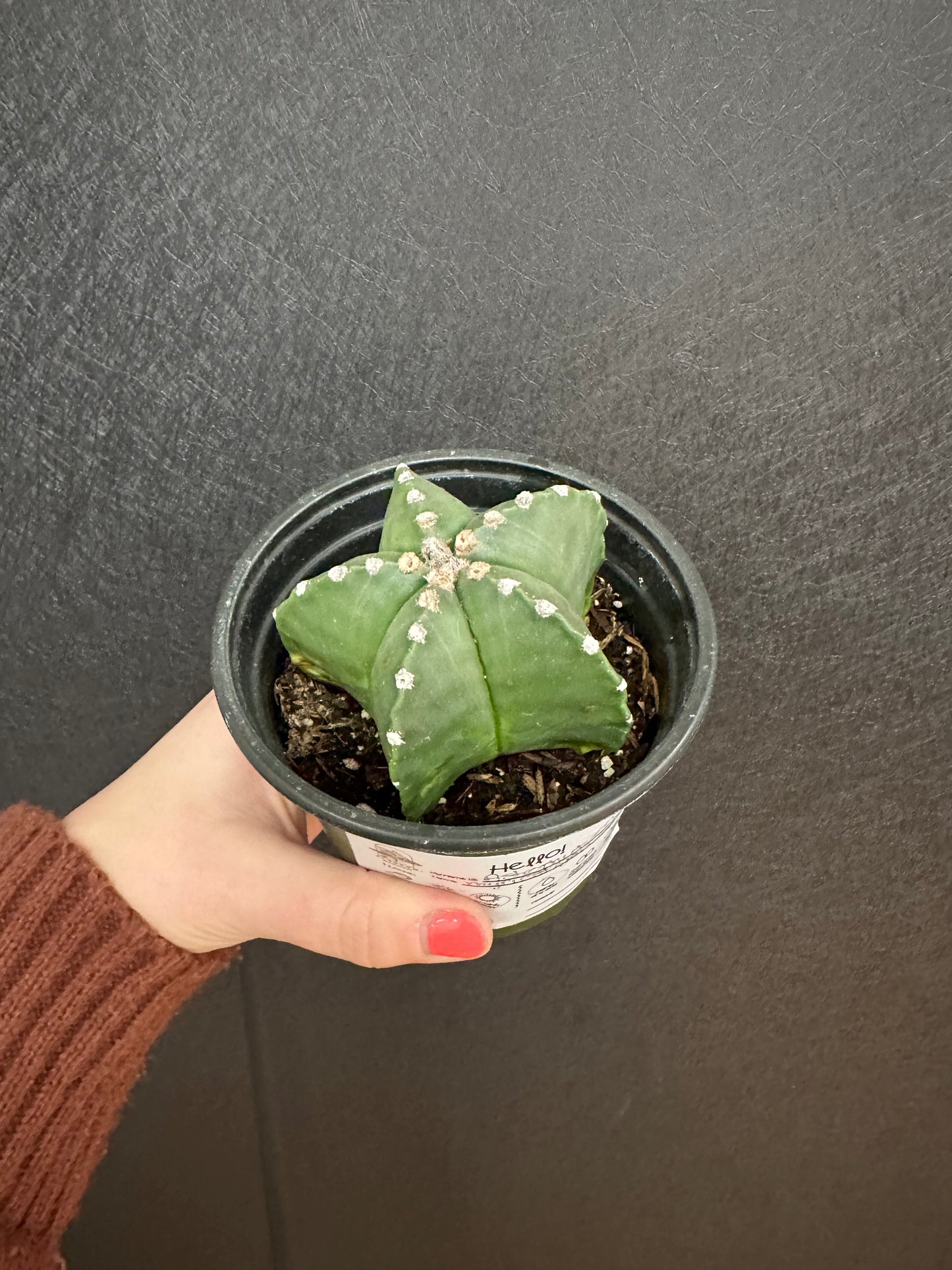 Astrophytum Cactus 4in