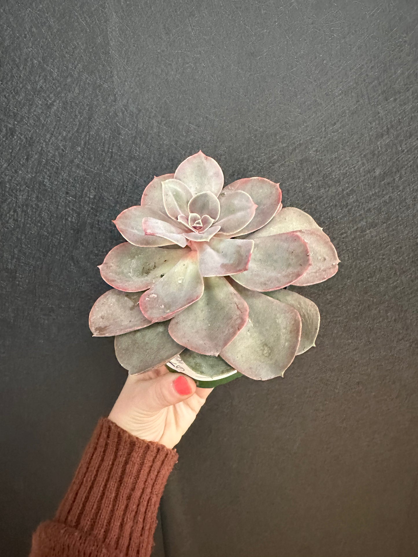 4in Succulents- Various