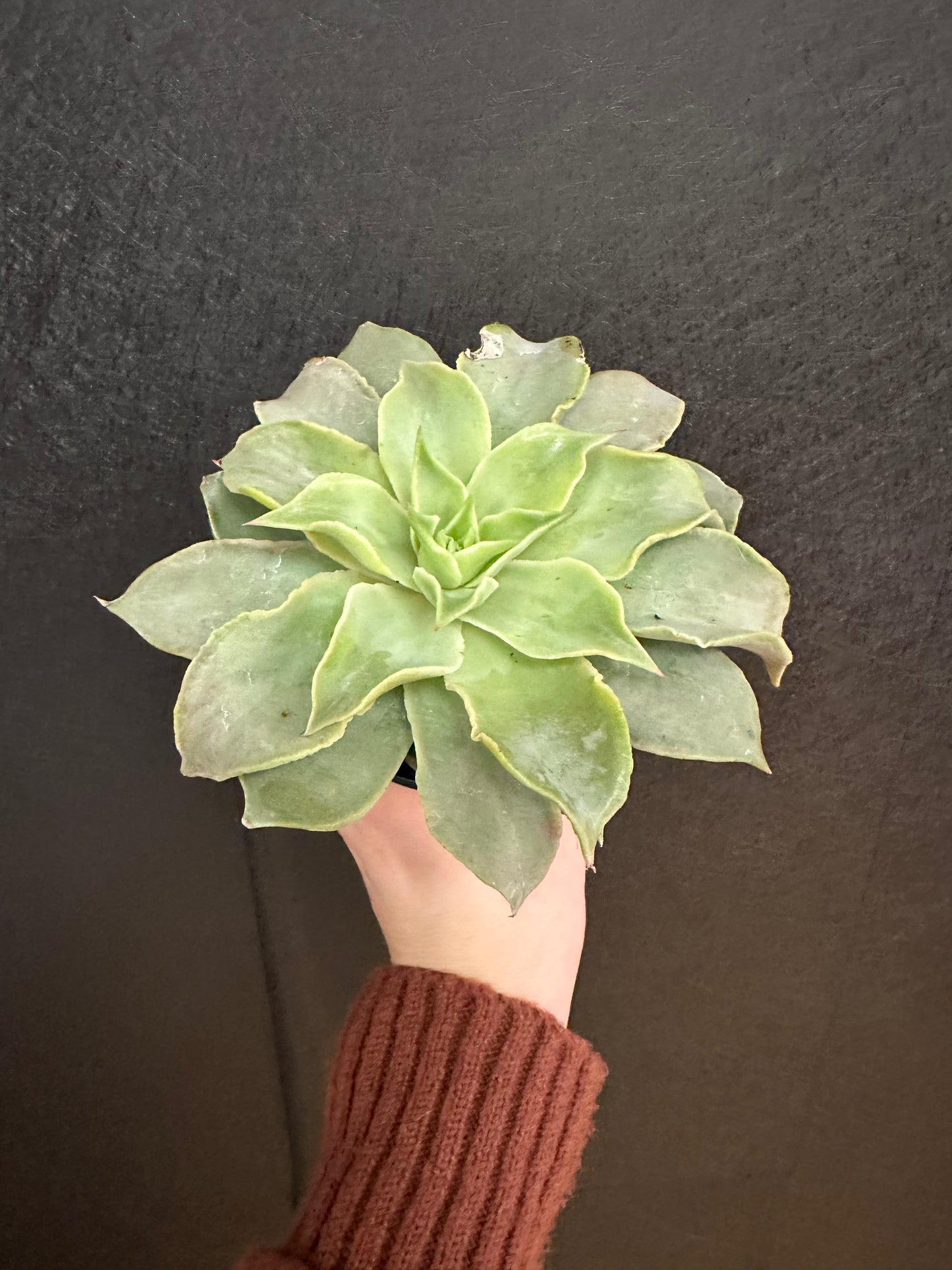 Macha Echeveria 4in