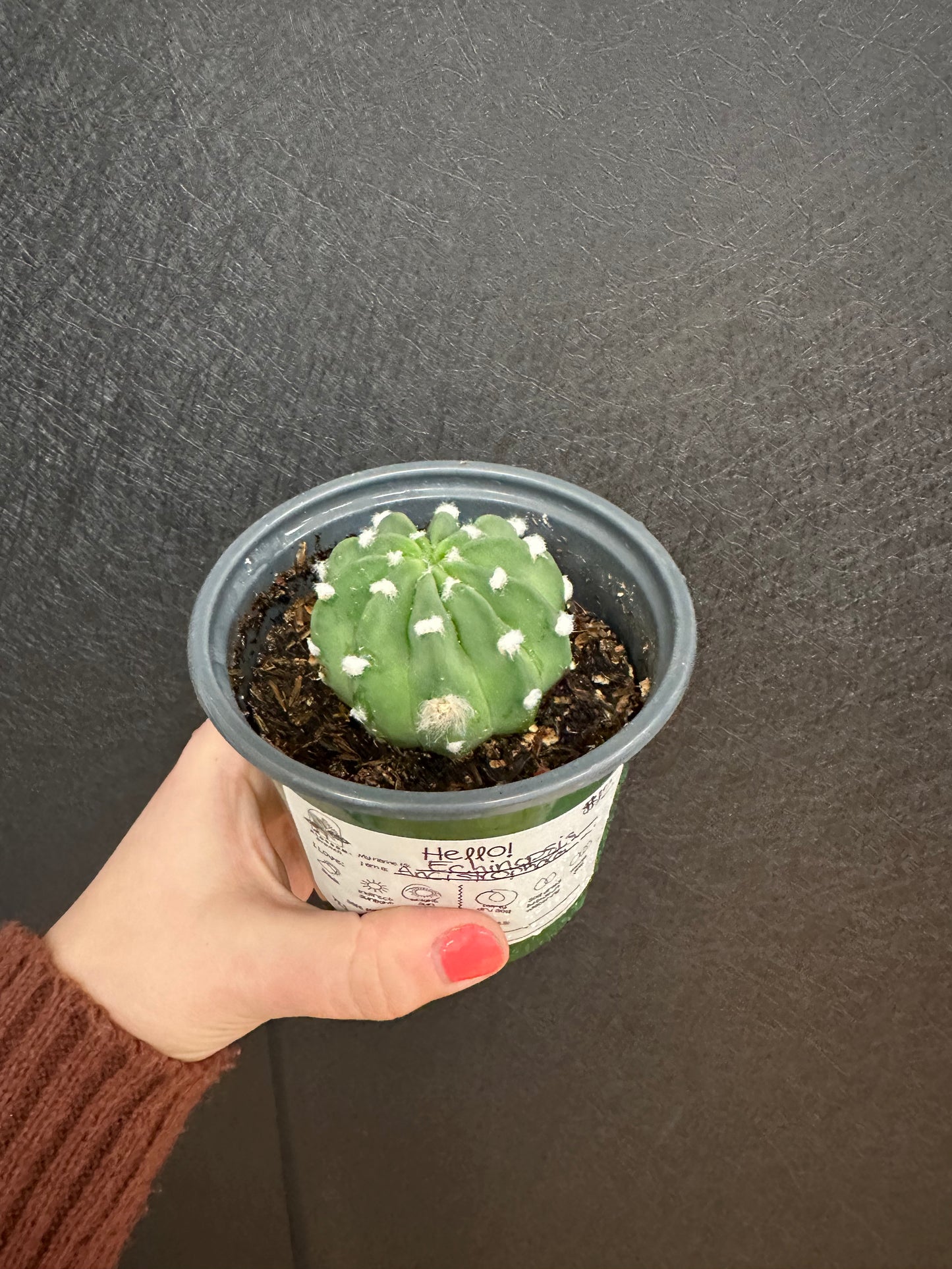 Echinopsis Ancistrophora 4in