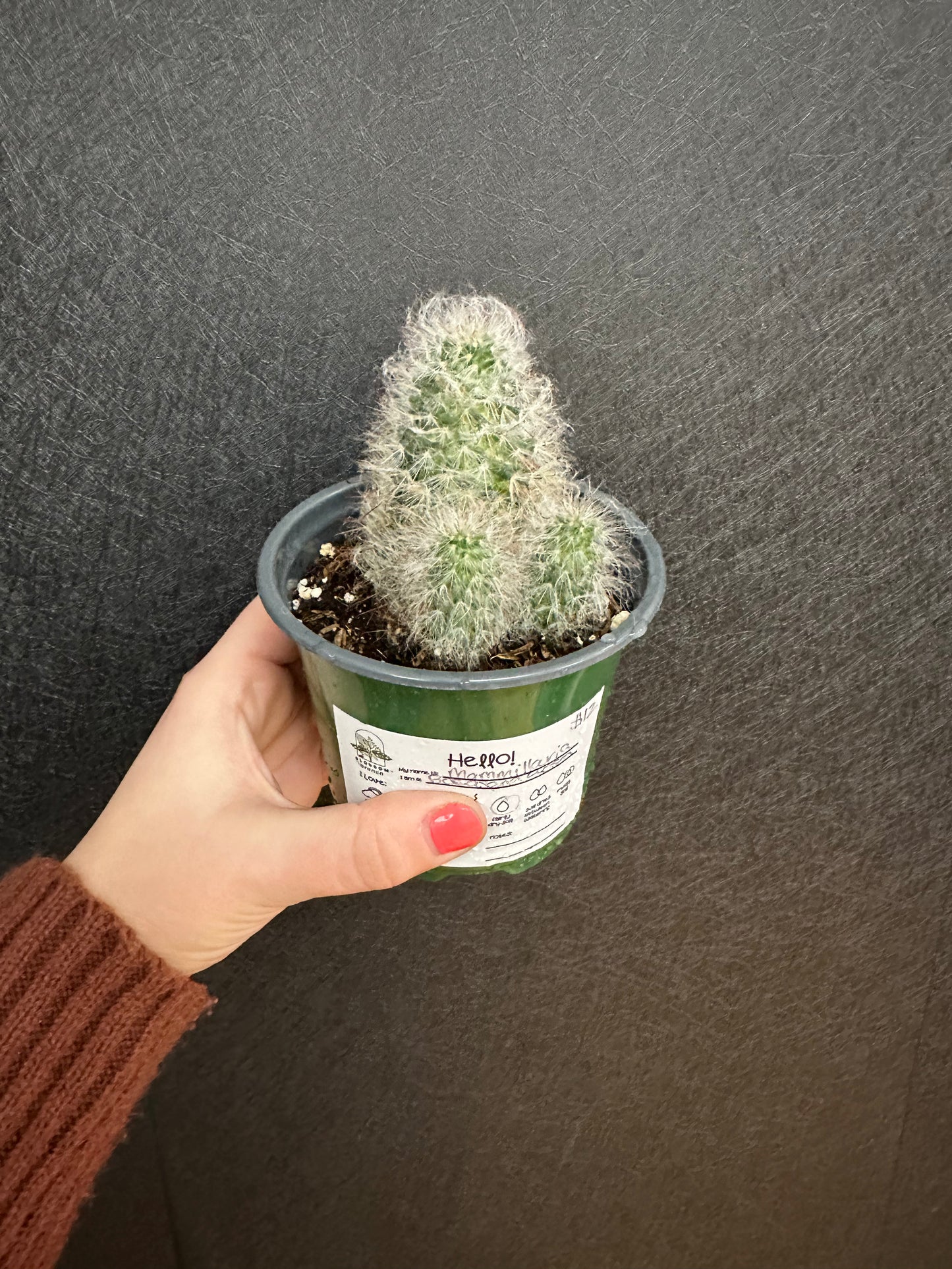 Mammillaria Rosea Cactus 4in