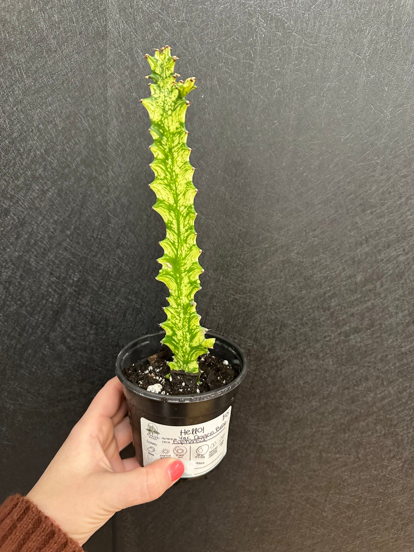 Variegated Dragon Bone Cactus 4in