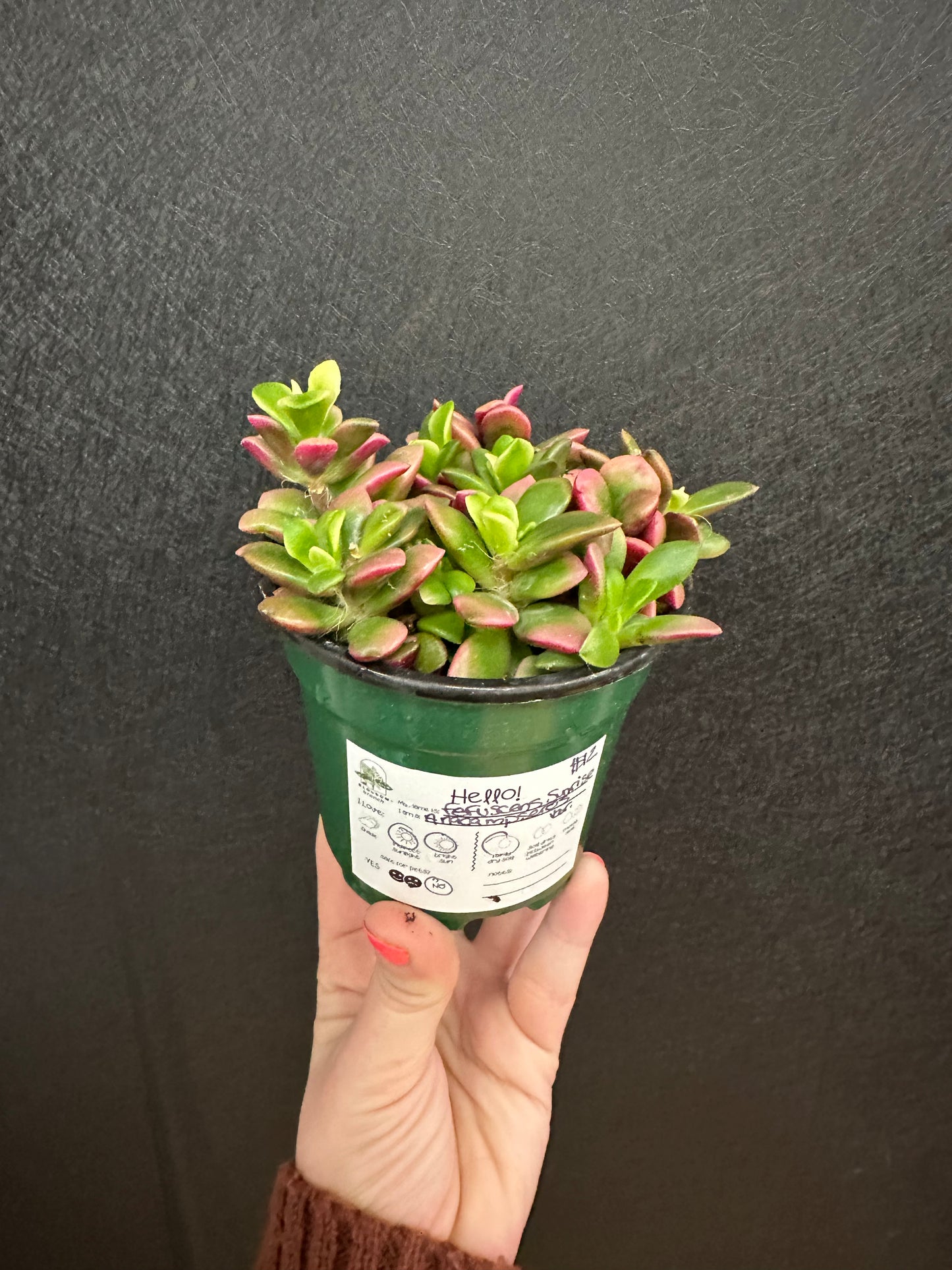 Sunrise Succulent 4in