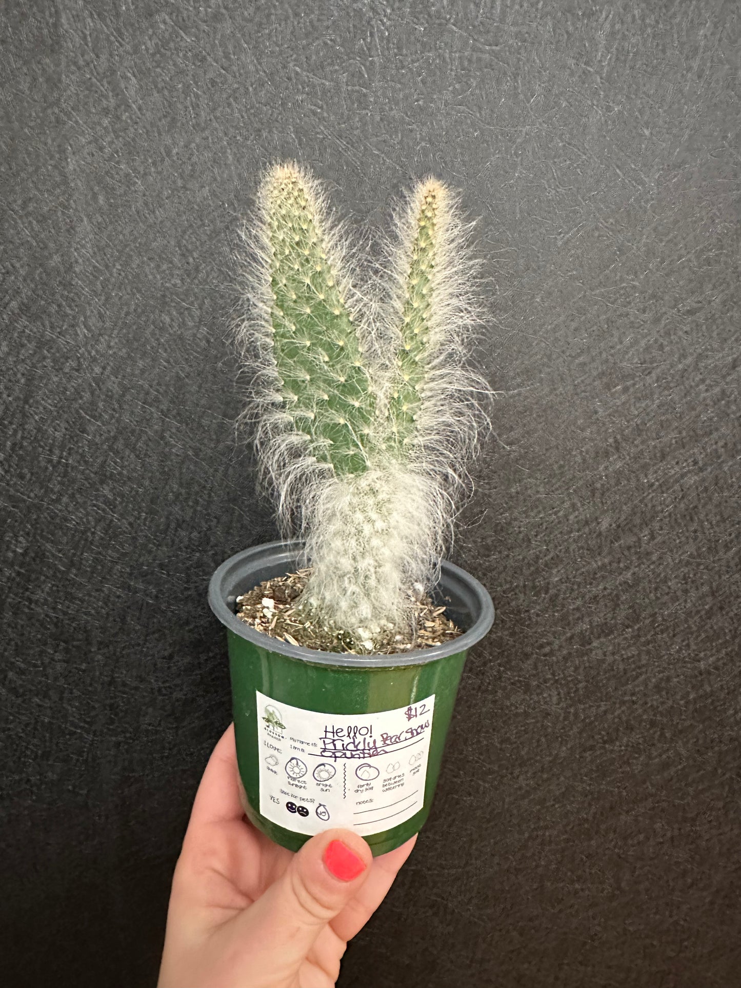 Prickly Pear Snow Cactus 4in