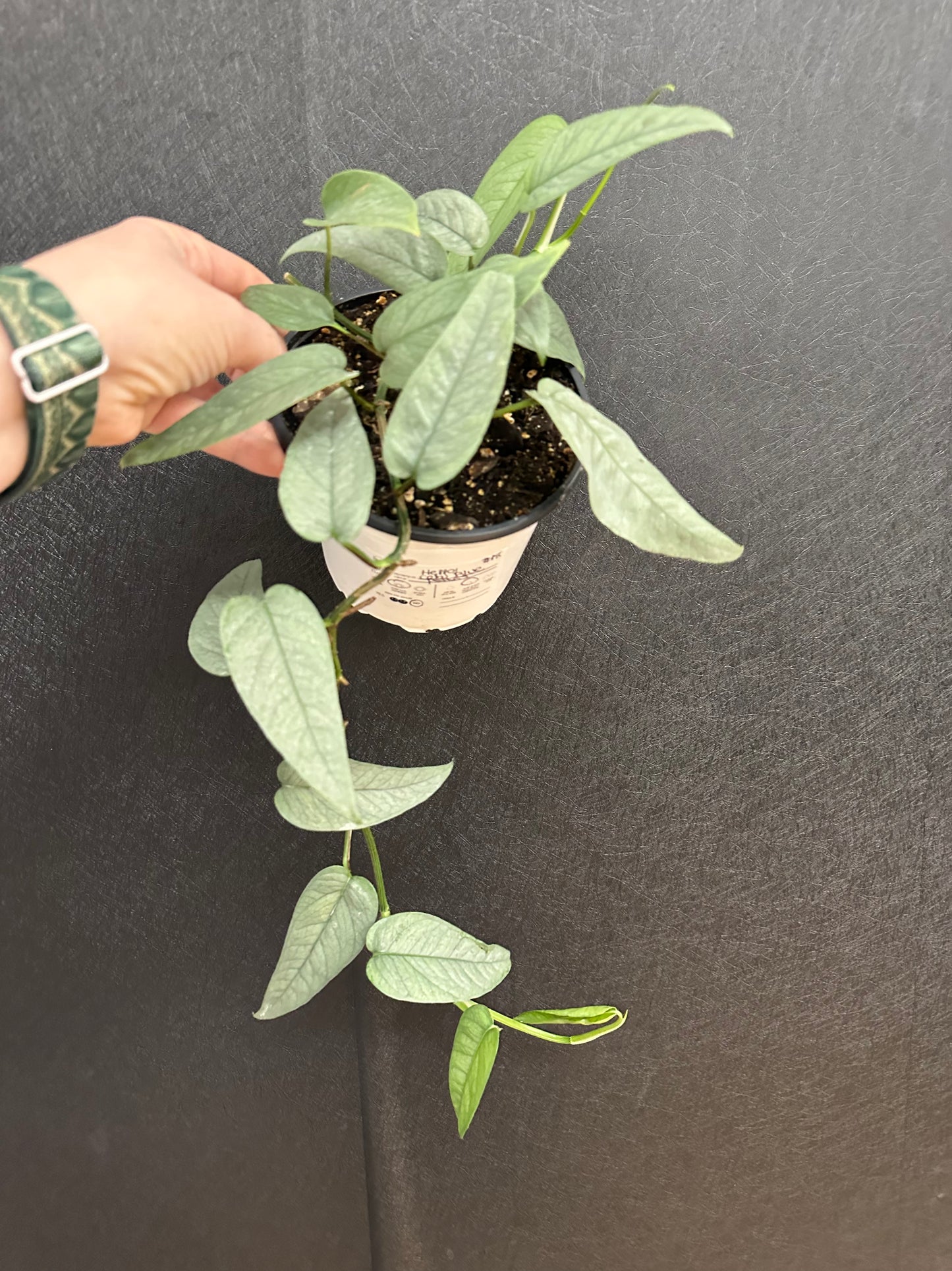 Cebu Blue Pothos 5in